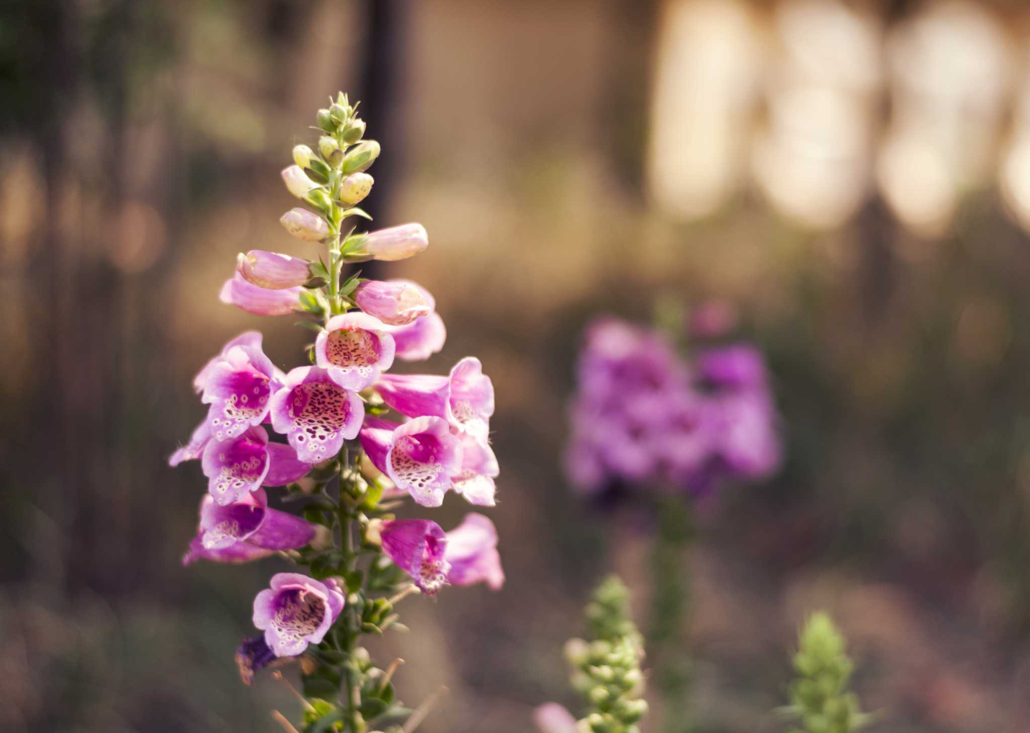 How Much Sun Do Foxgloves Need?