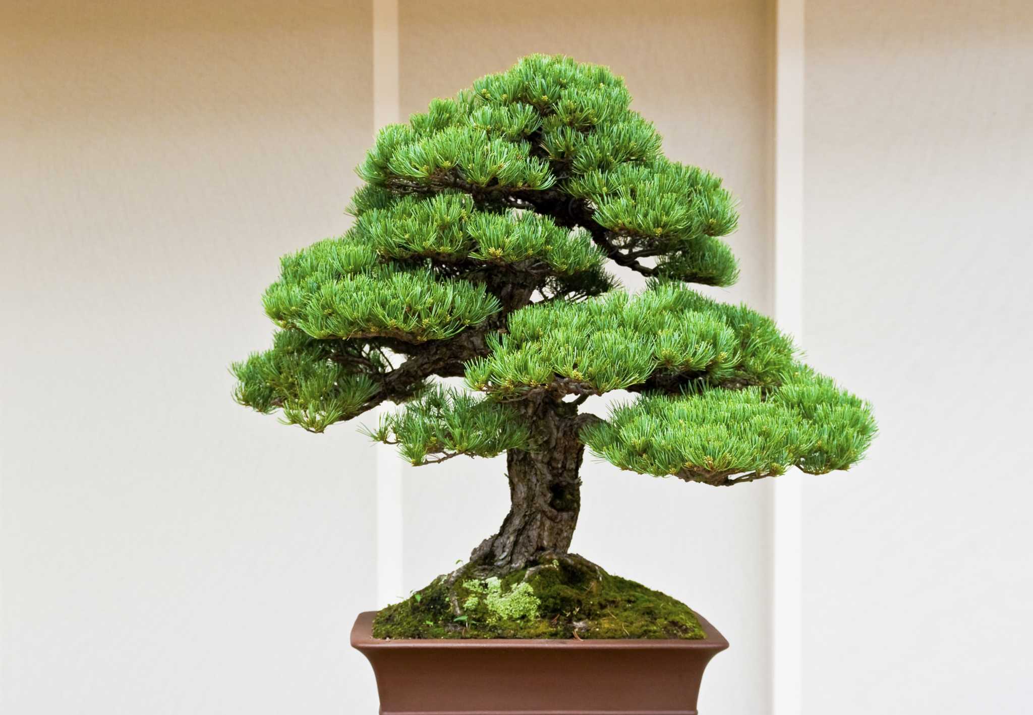 Bonsai tree, nearly 400 years old, survived Hiroshima and is still  flourishing in D.C.