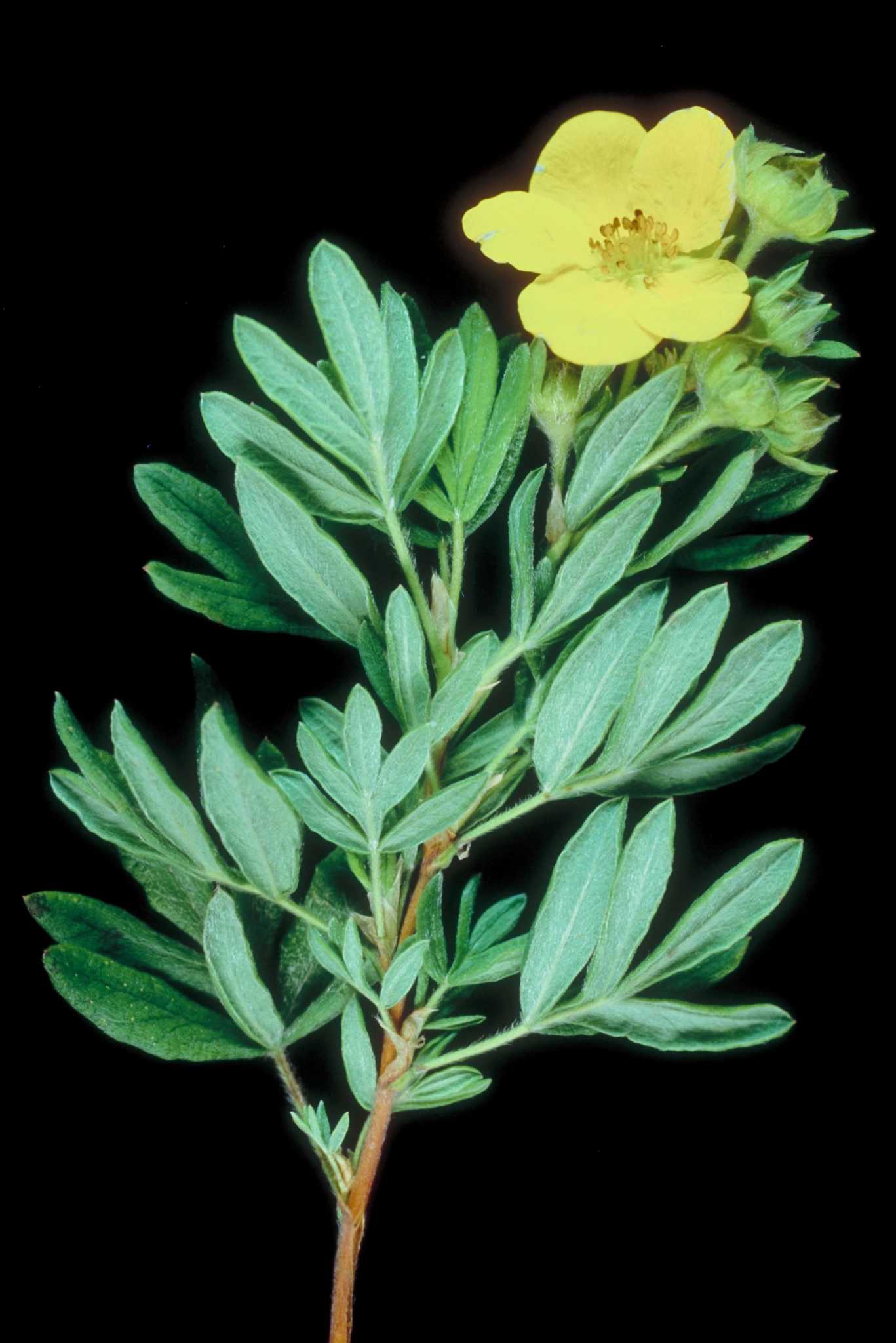 Types of Potentilla