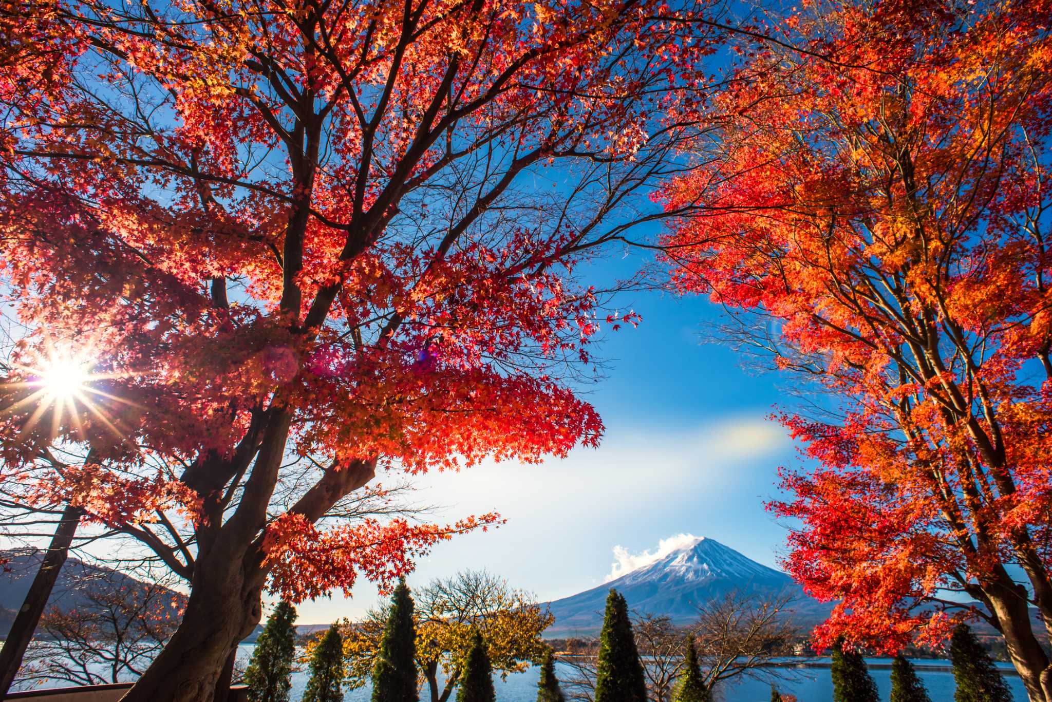 How to Know How Much to Water a New Maple Tree