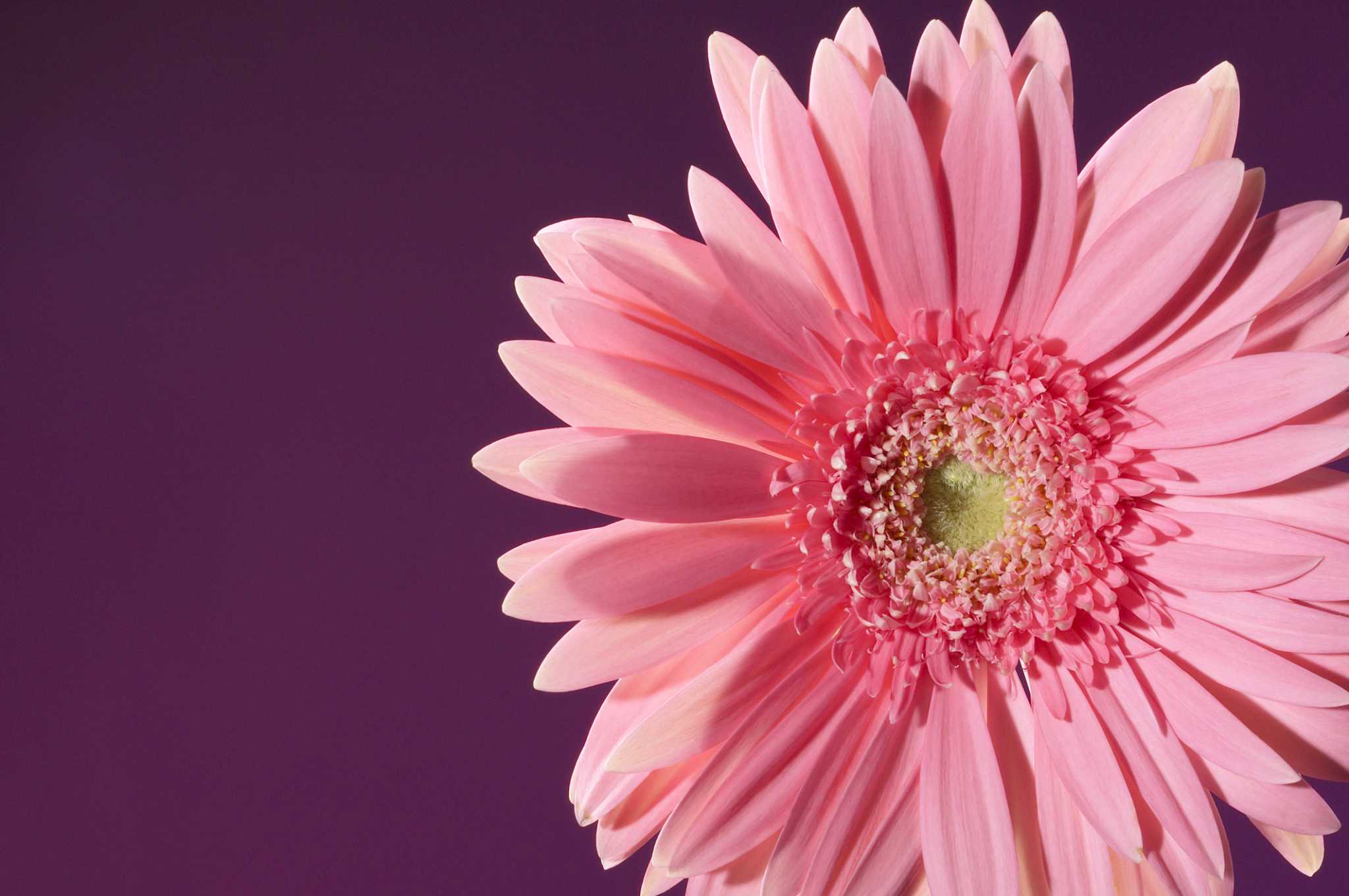 How Much Water Should You Use to Water Zinnias?