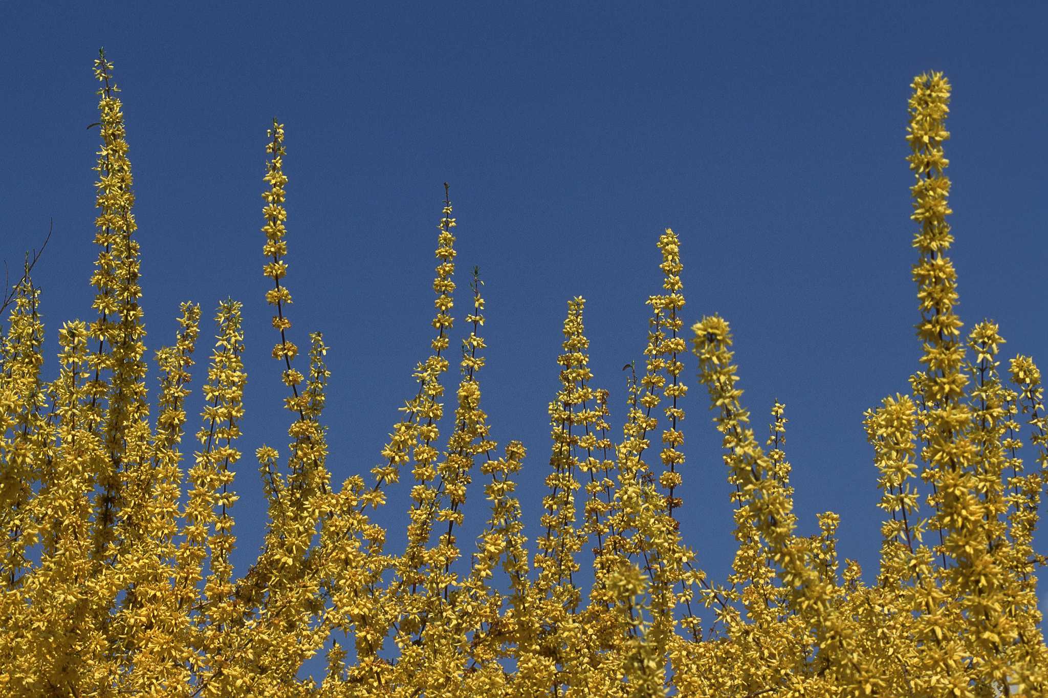 how-to-multiply-forsythia