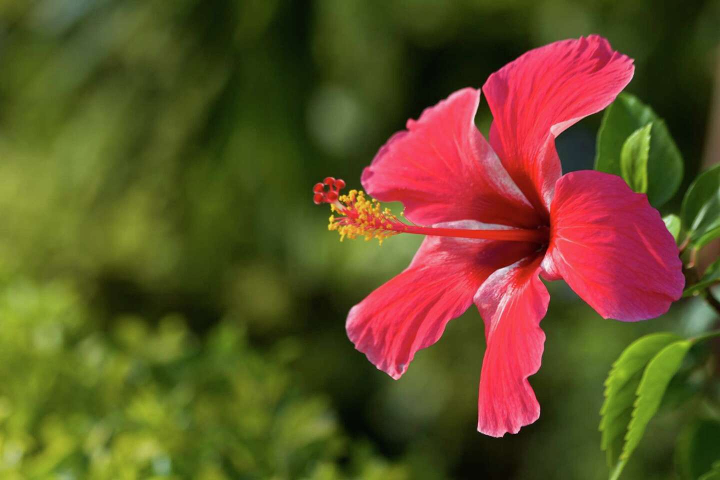 How to Tell If a Hibiscus Is Dead
