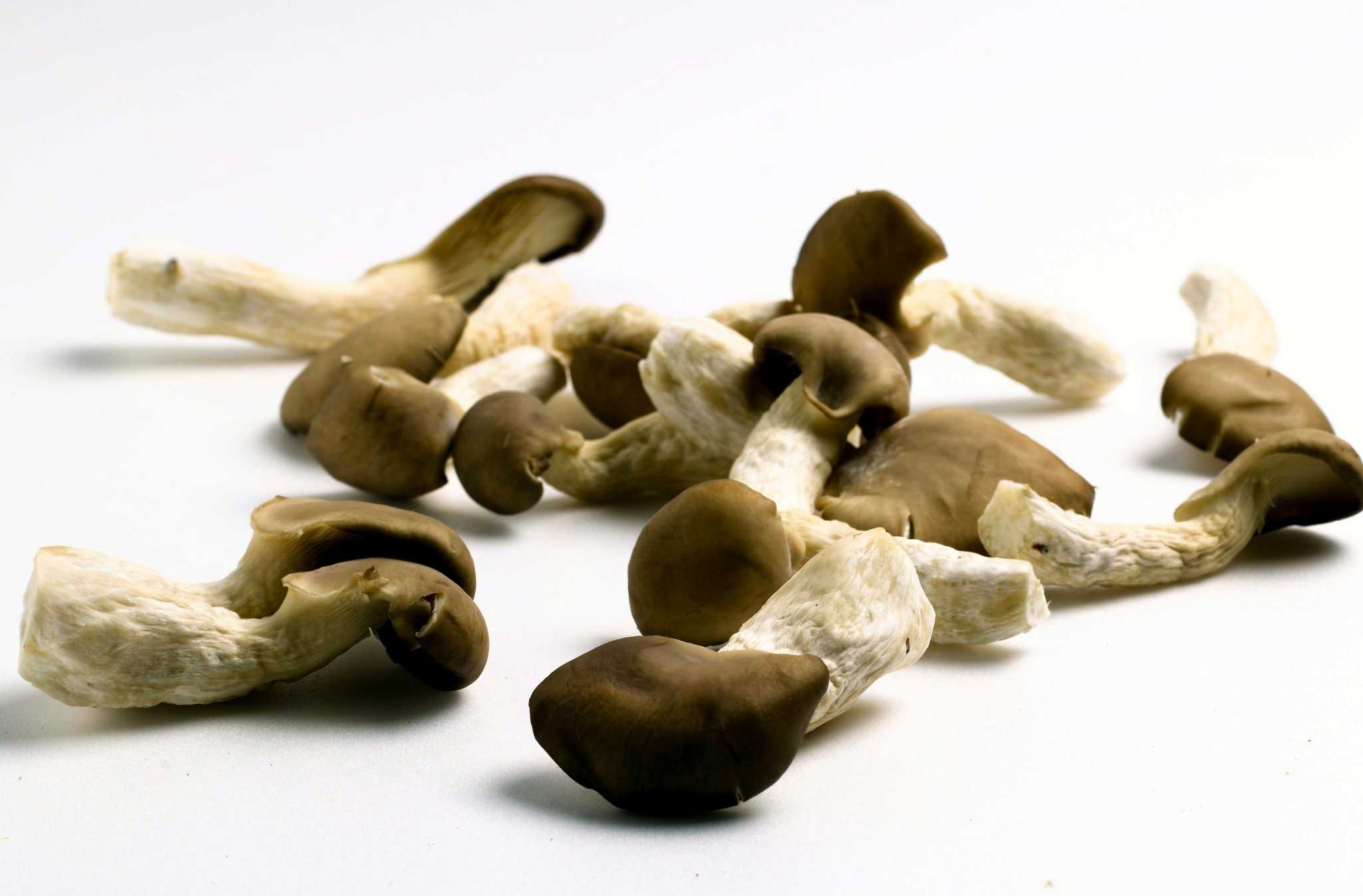 MushroomGrowing Medium Preparation