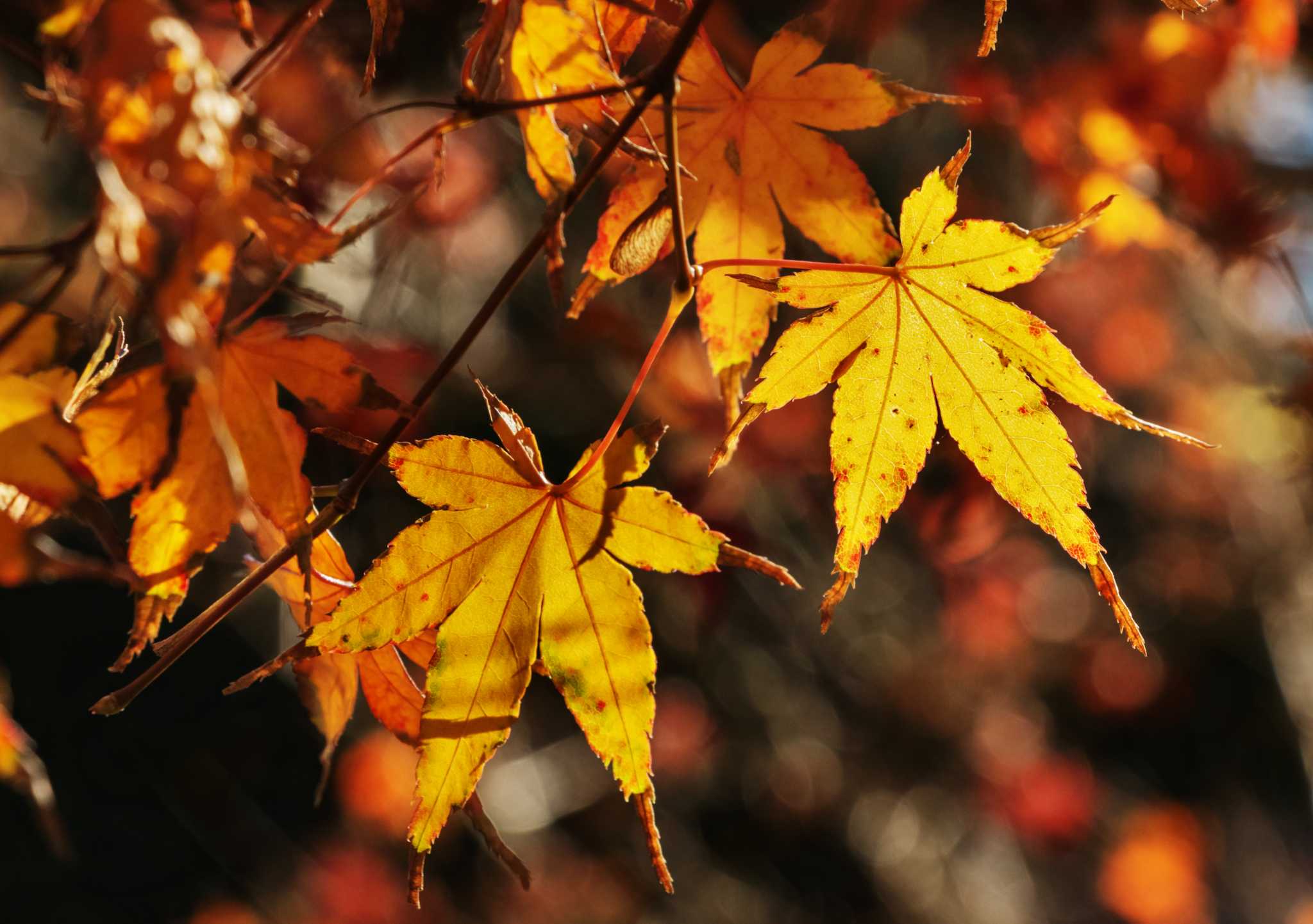 How to Tell If a Japanese Maple Is Dead?