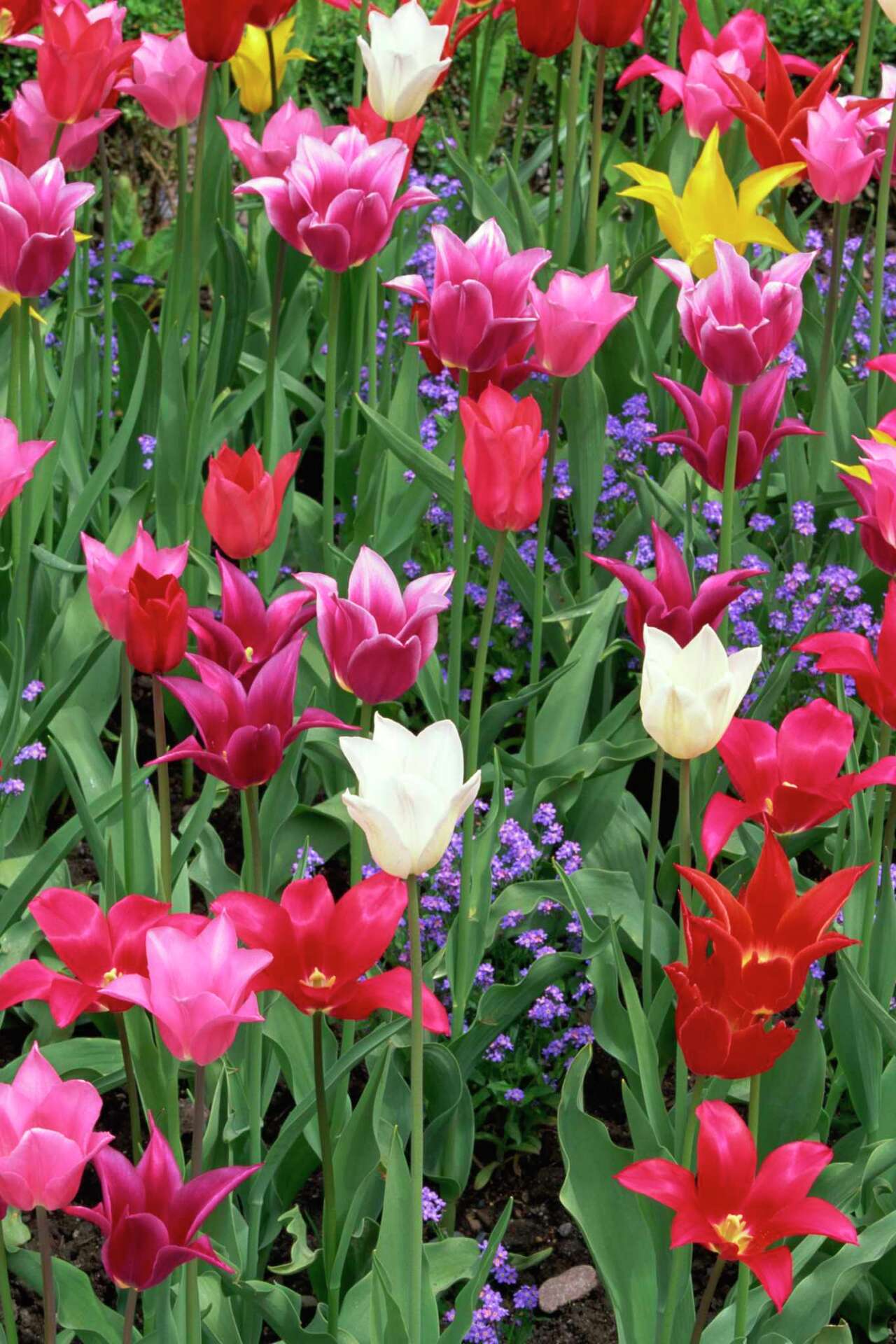 Must You Dig Up Tulip Bulbs and Replant Every Year?