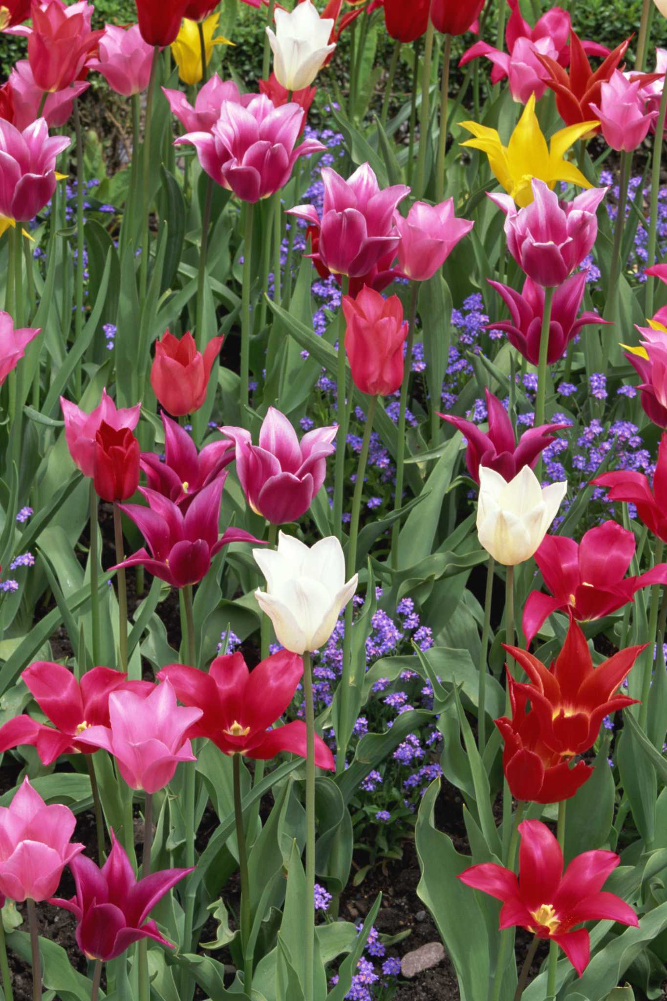 Must You Dig Up Tulip Bulbs and Replant Every Year?