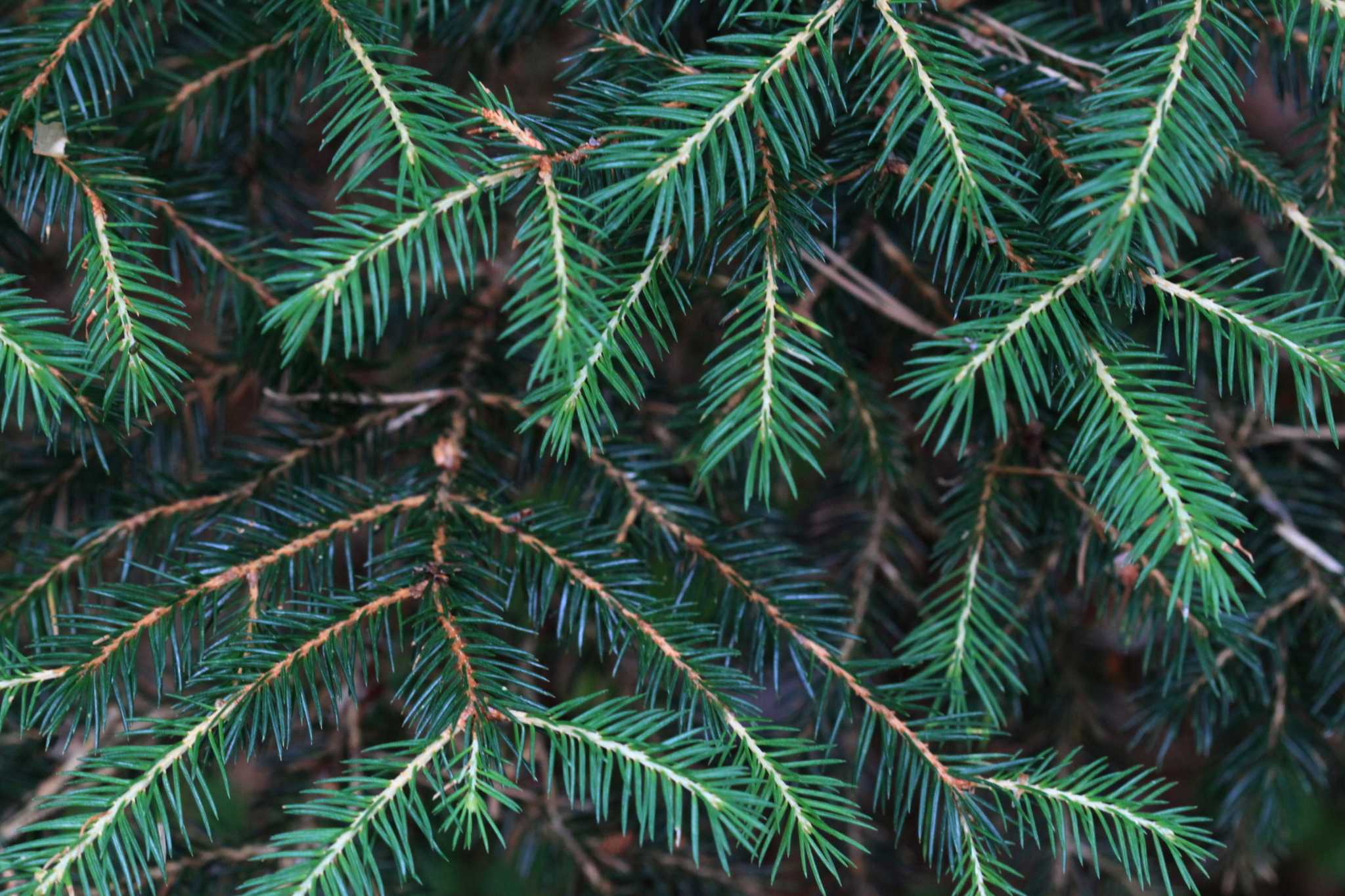 How to Tell If Your Pine Tree Is Overwatered?