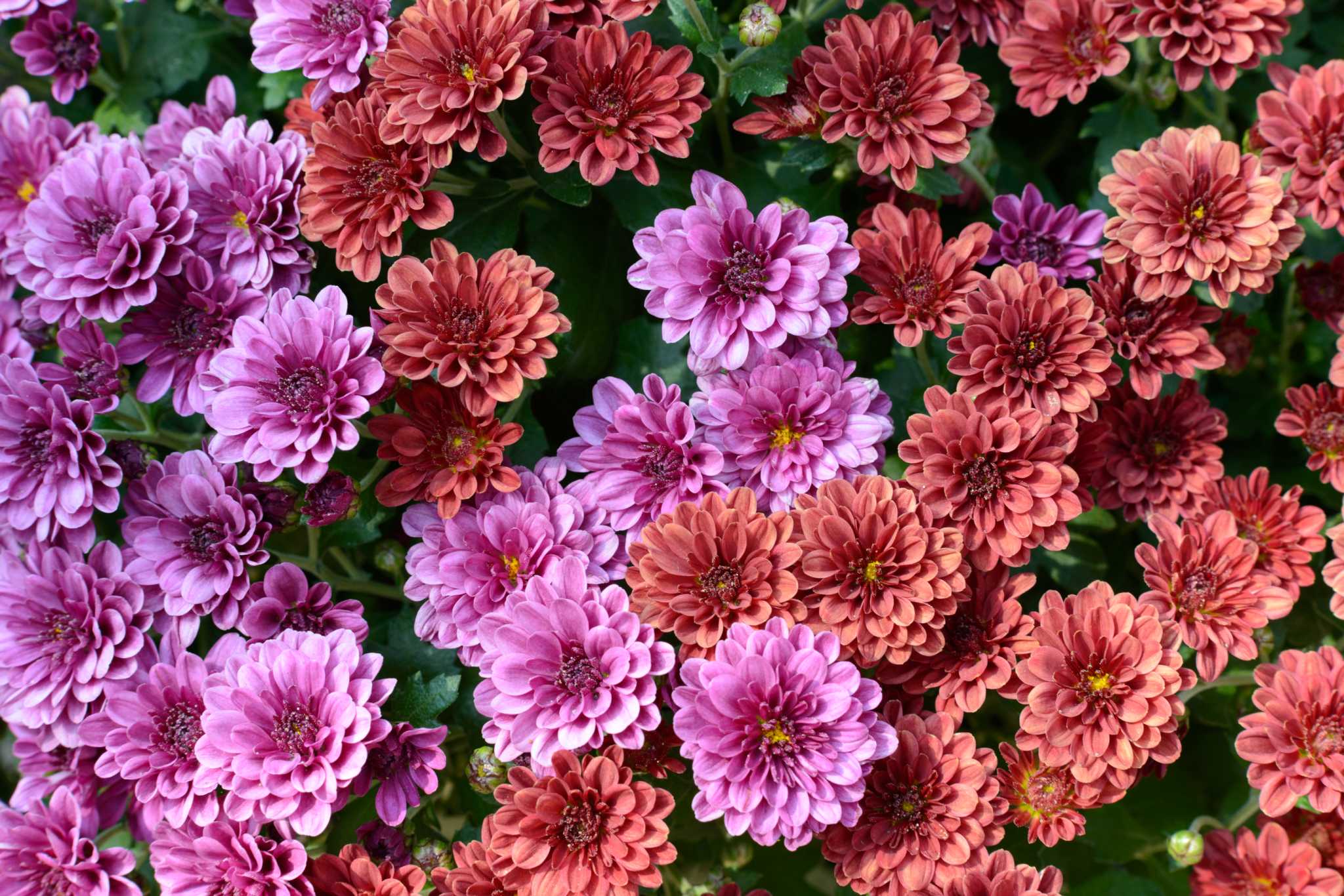 My Mums Are Dying—Can I Save Them?