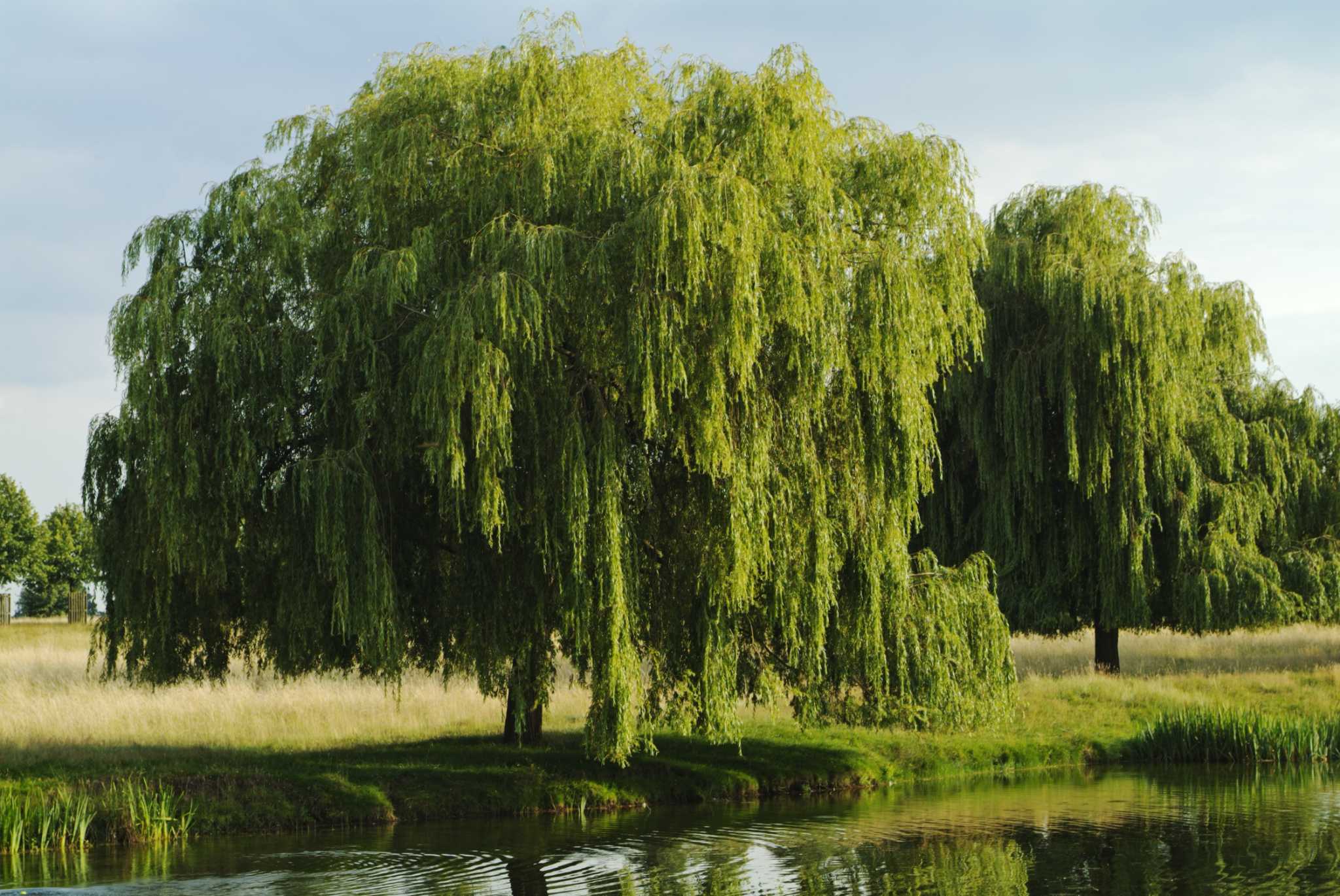 How to Tell If a Weeping Willow Tree Is Dead