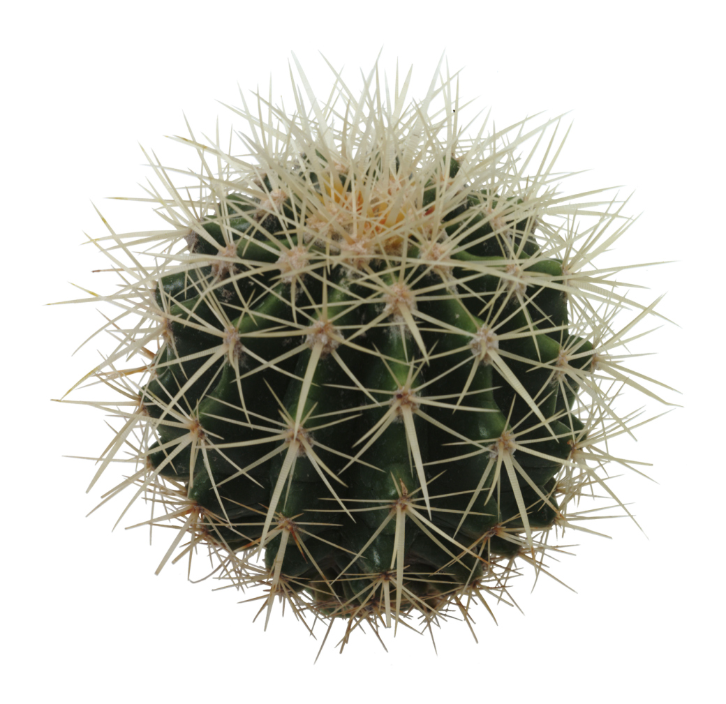 At What Temperature Does a Golden Barrel Cactus Freeze?
