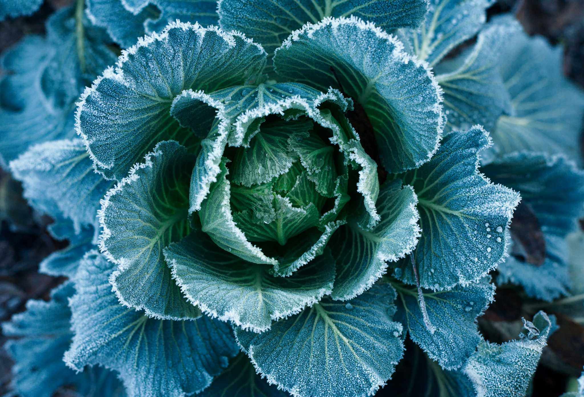 Natural Remedies for Bugs on Cabbage Plants