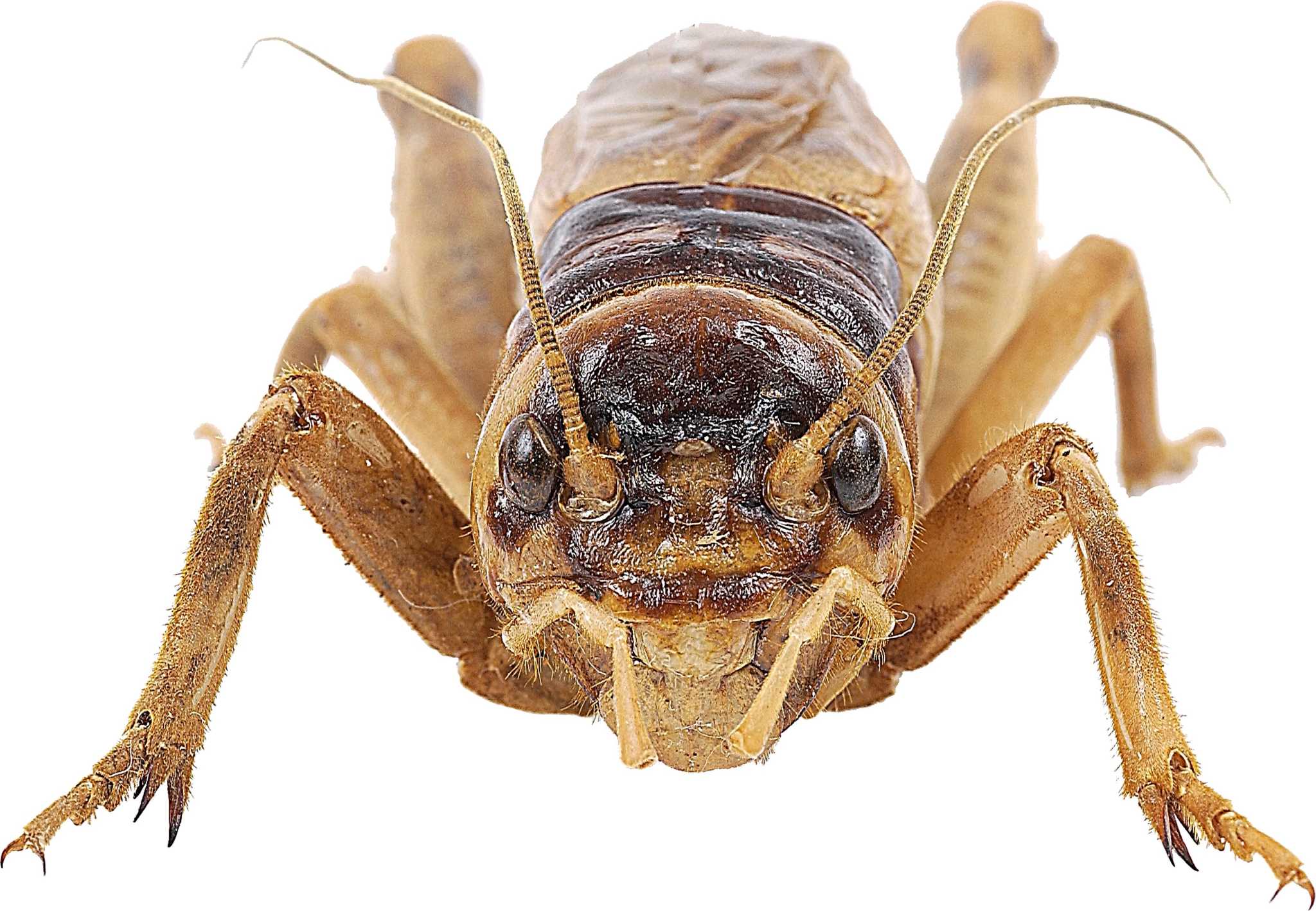 Natural Remedy to Kill Potato Bugs