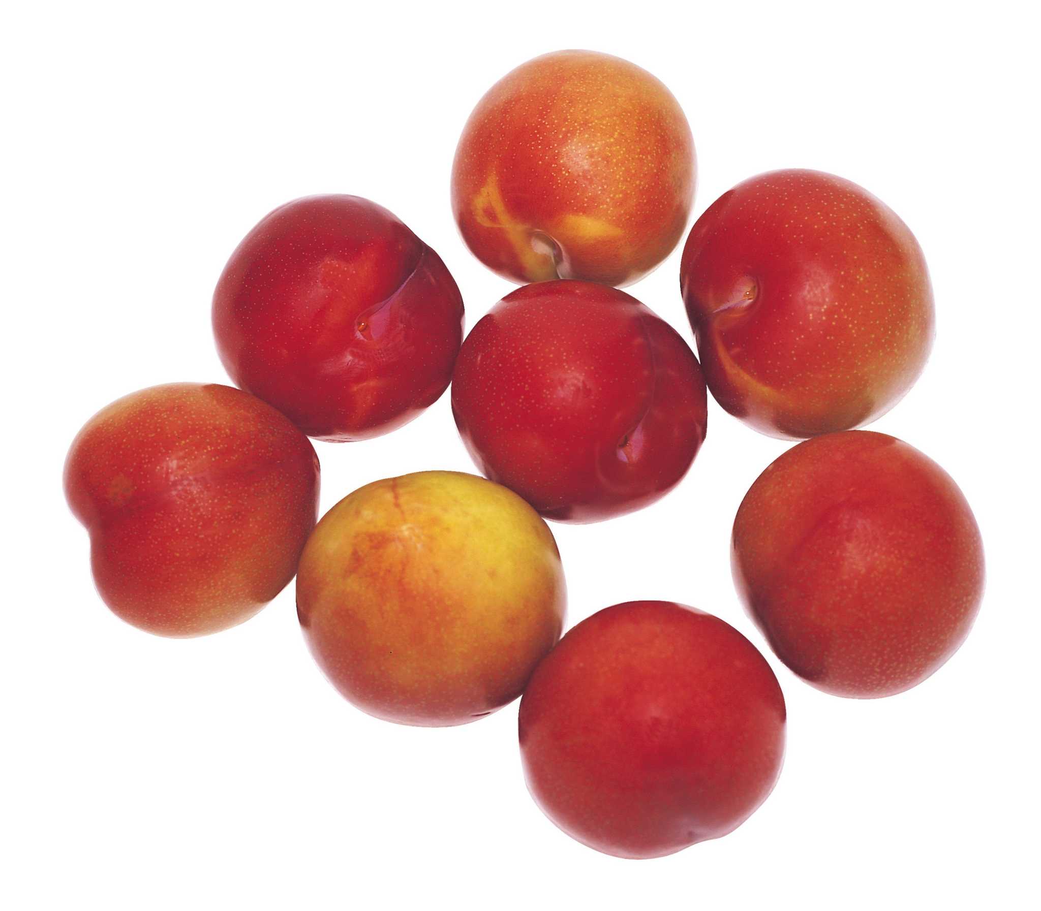 Are Nectarines SelfPollinating?