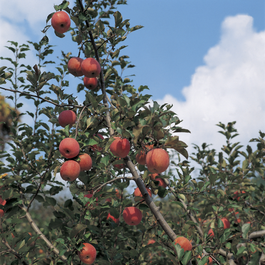 Do I Need Bone Meal to Fertilize Fruit Trees?