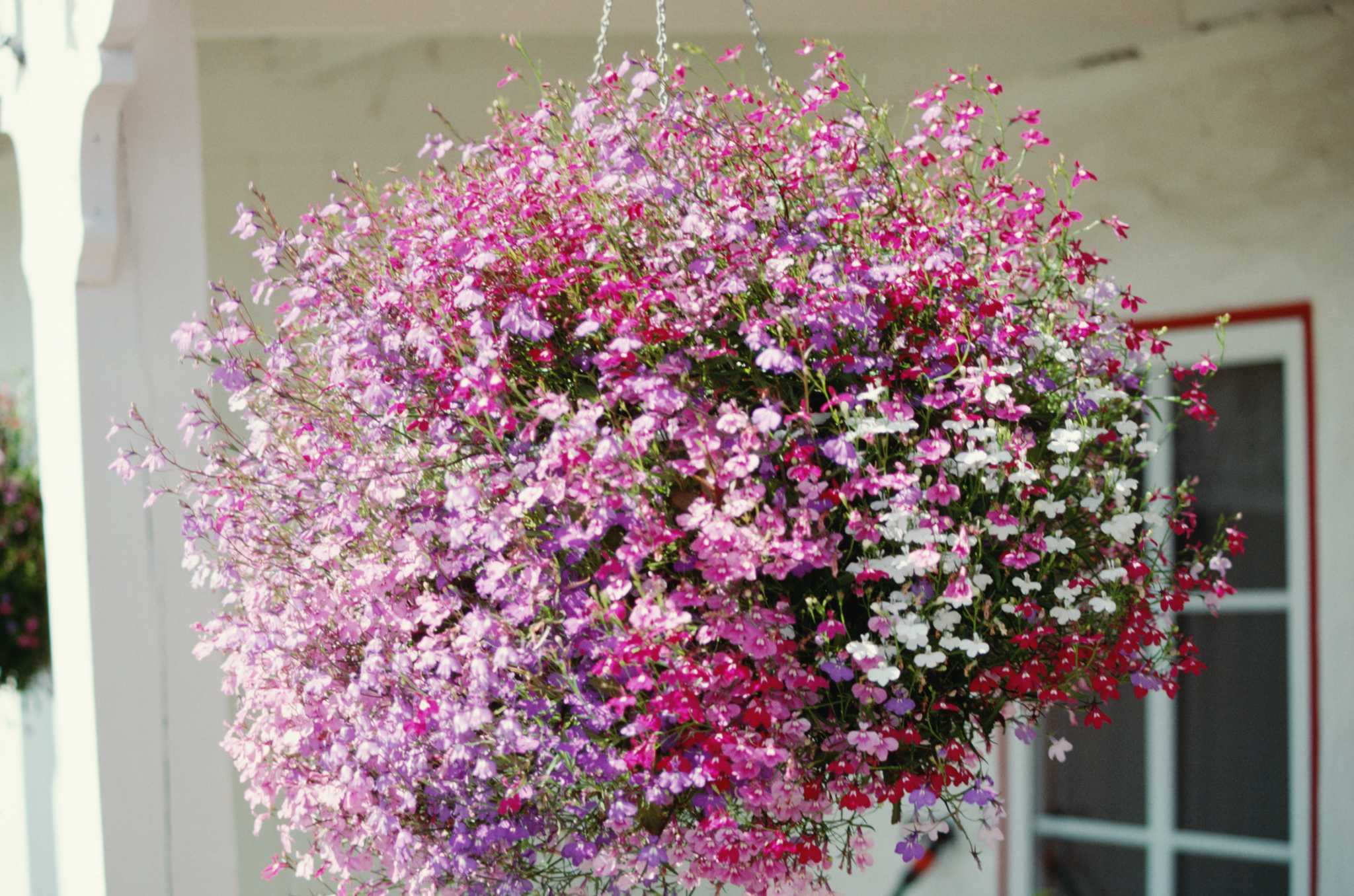 Proper Drip Irrigation for Hanging Flower Baskets