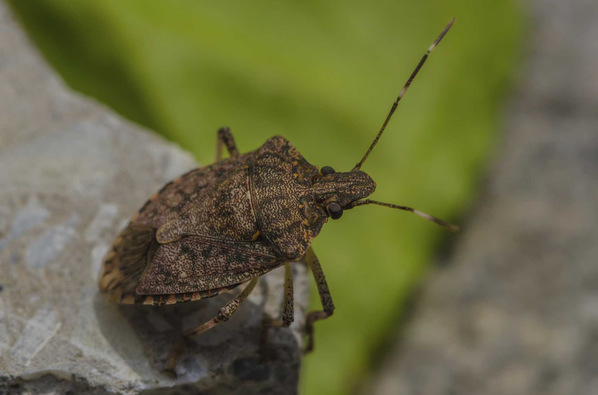 Neem Oil Effectiveness on Squash Bugs