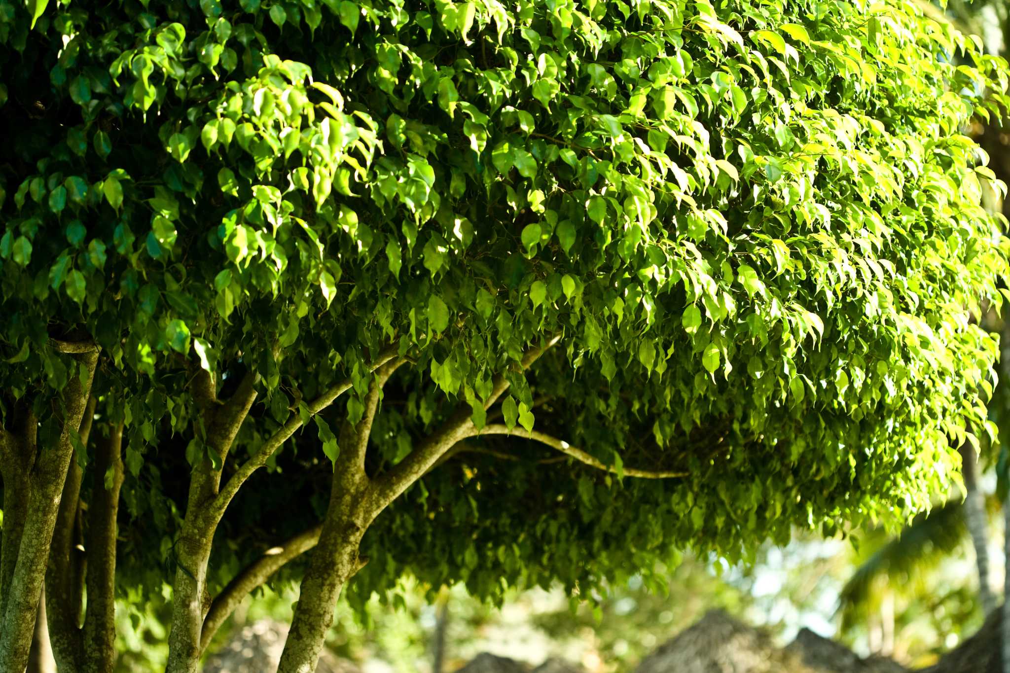 Thickening a Bonsai Trunk
