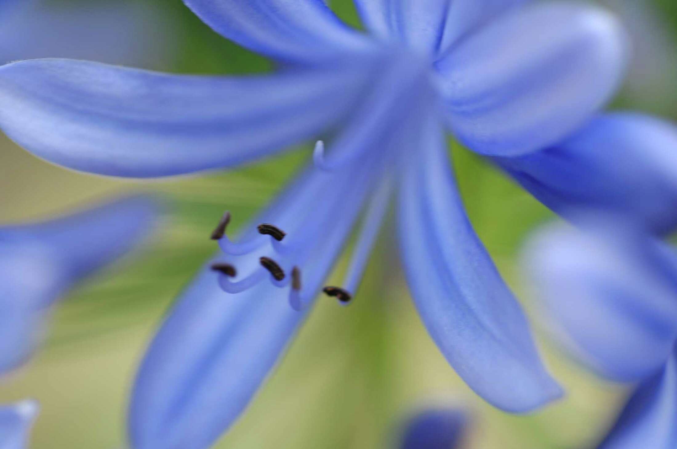 How to Propagate Agapanthus by Seed