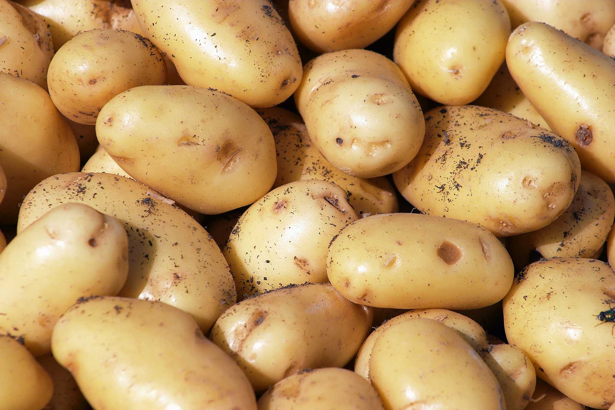 Will Potatoes Cross Pollinate?