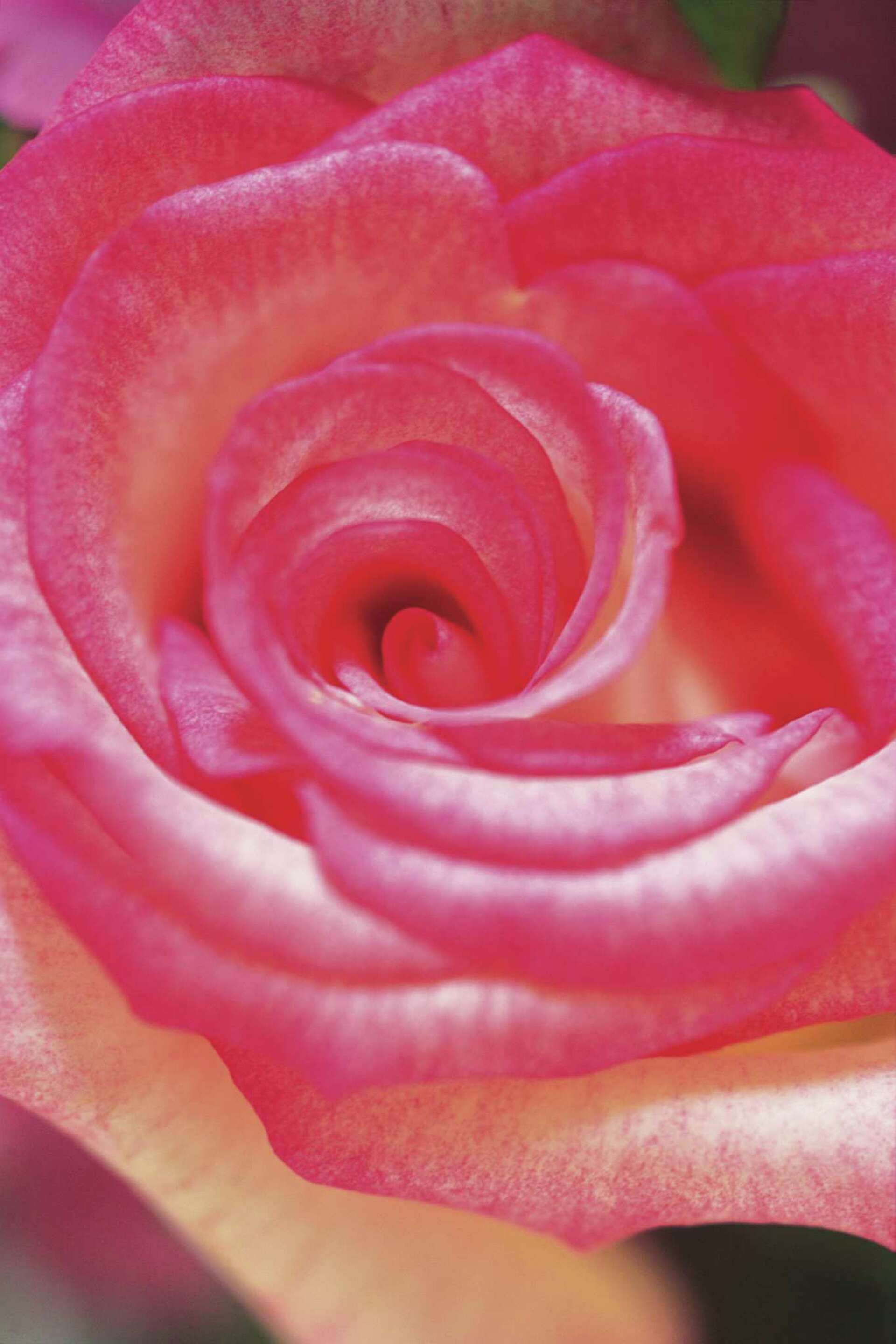 Tiffany Rose Bush Care