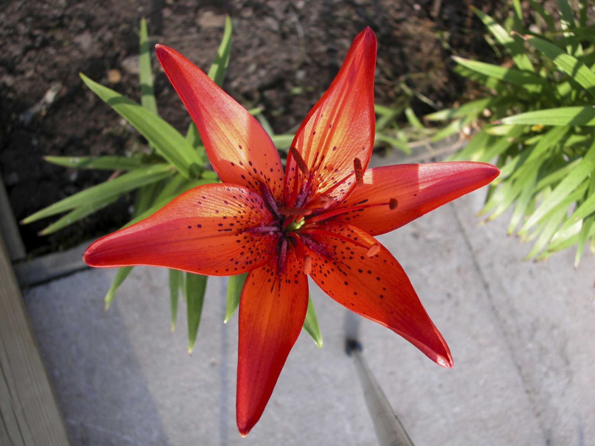 How to Propagate an Oriental Orange Tiger Lily