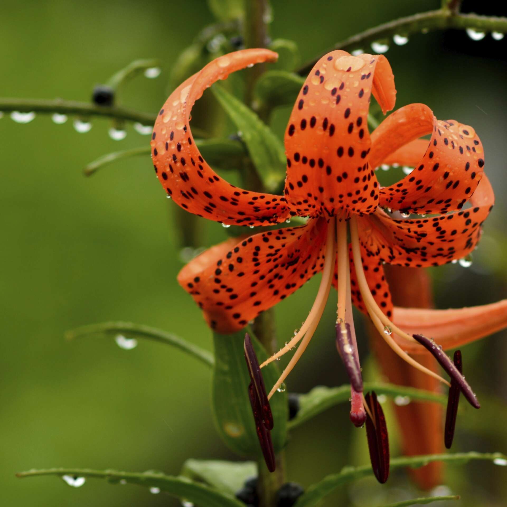 Tiger Lily vs. Day Lily