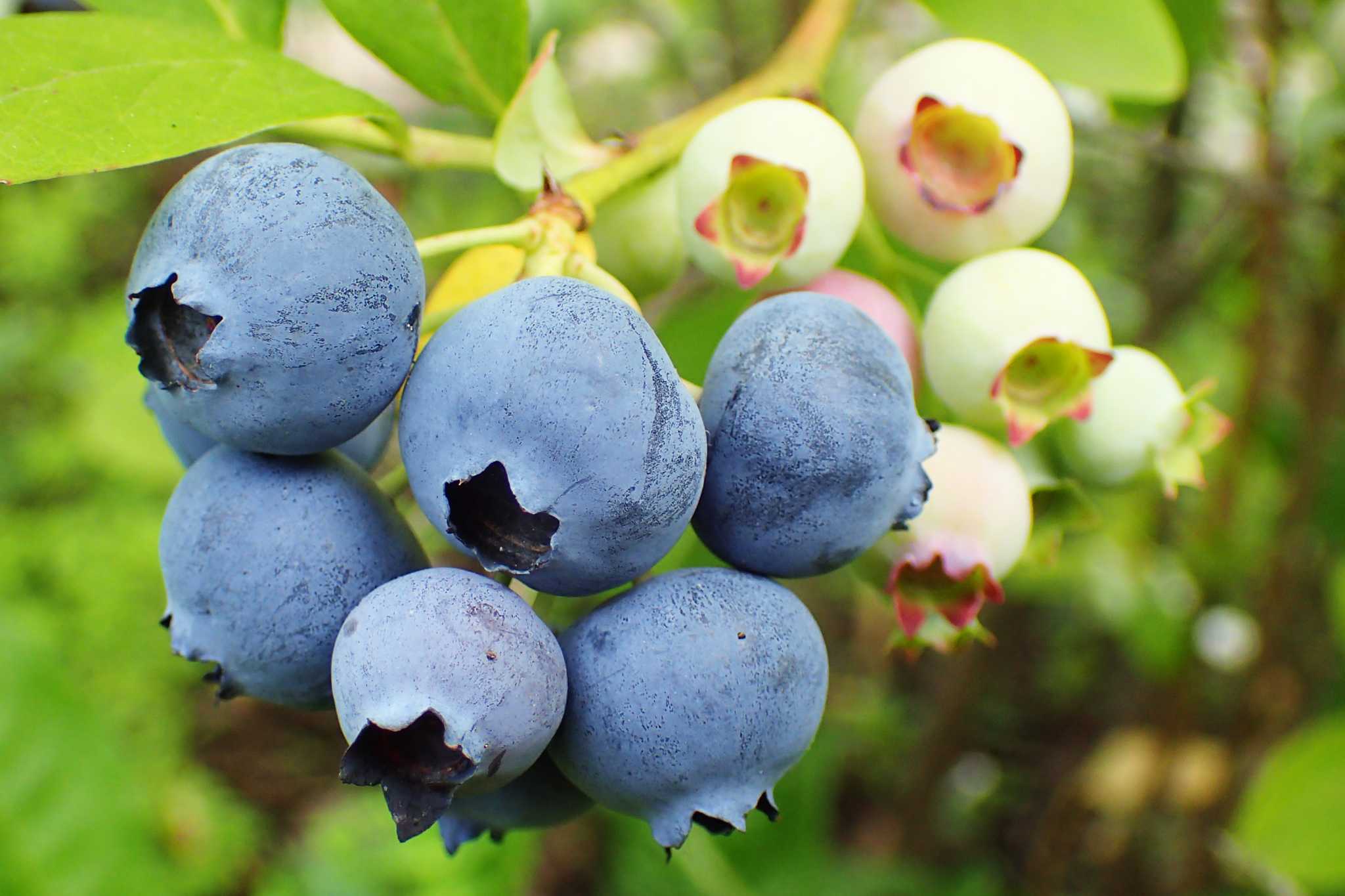 The Best Time to Plant a Blueberry Bush