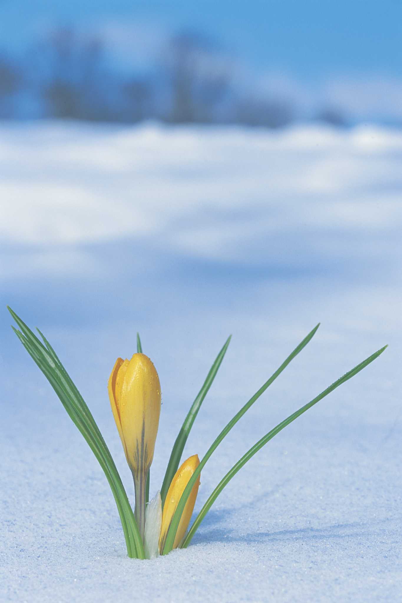 The Best Time to Plant Spring Flowers