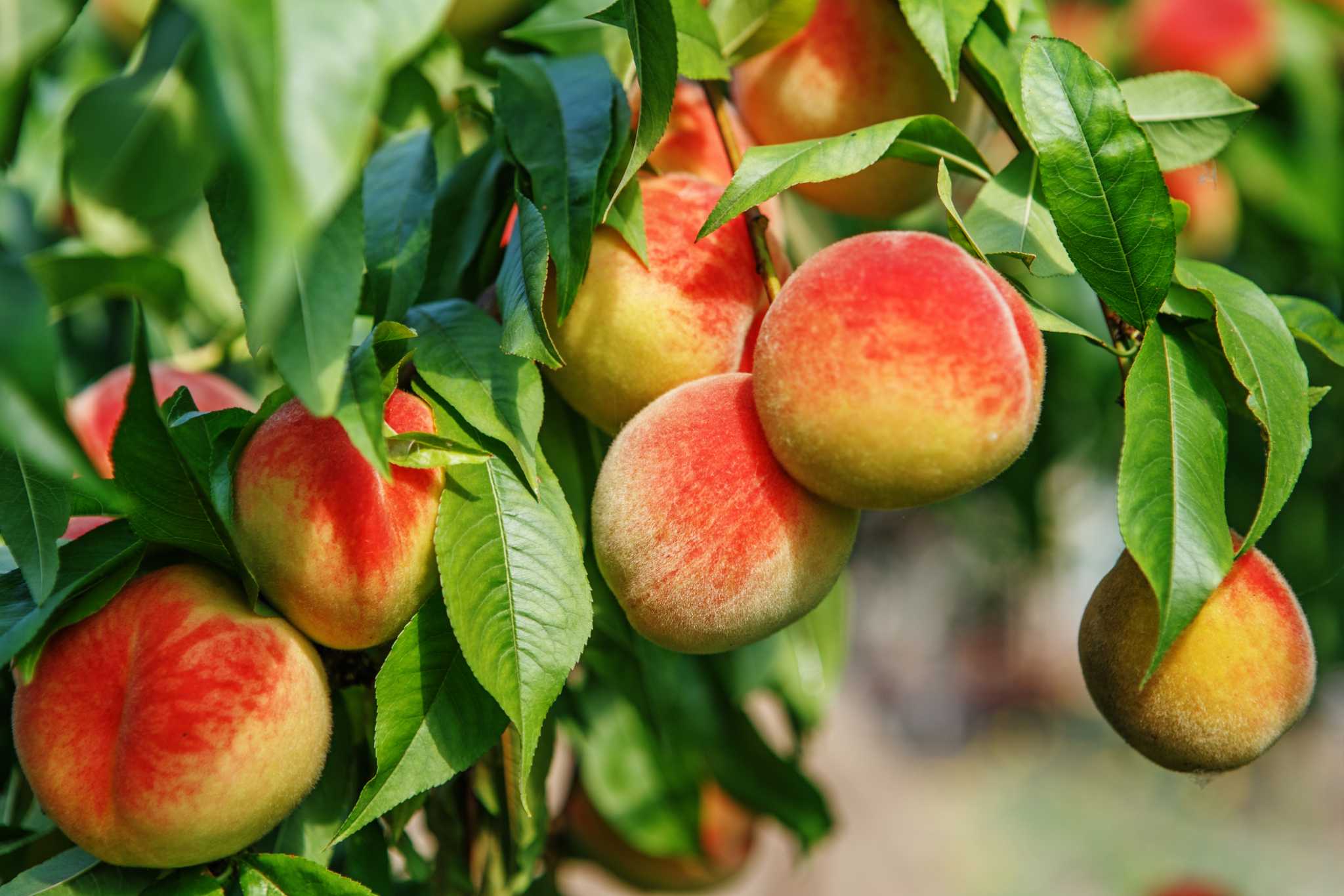 The Best Time to Prune Peach Trees
