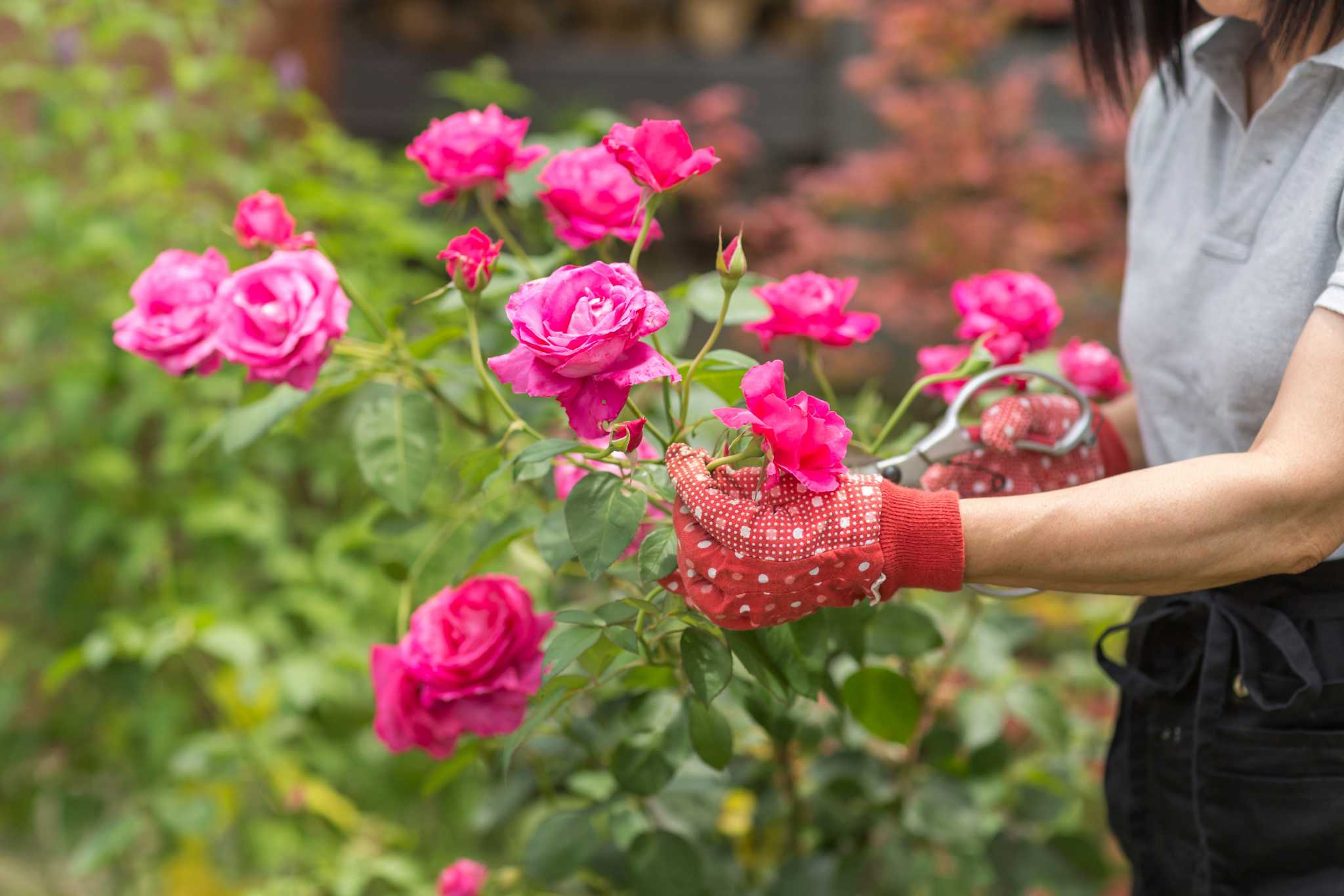 The Best Time to Prune Rose Bushes