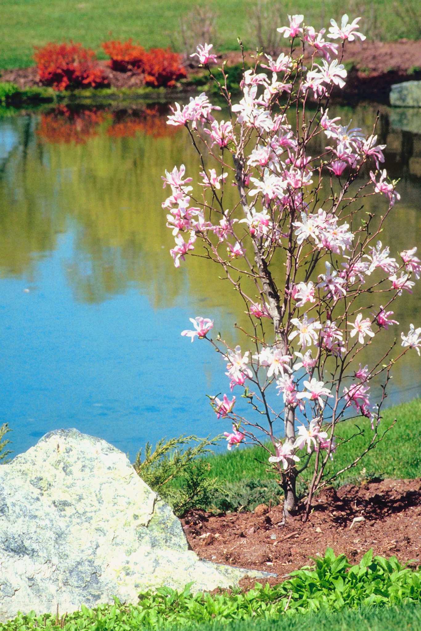The Best Time to Transplant Flowering Shrubs