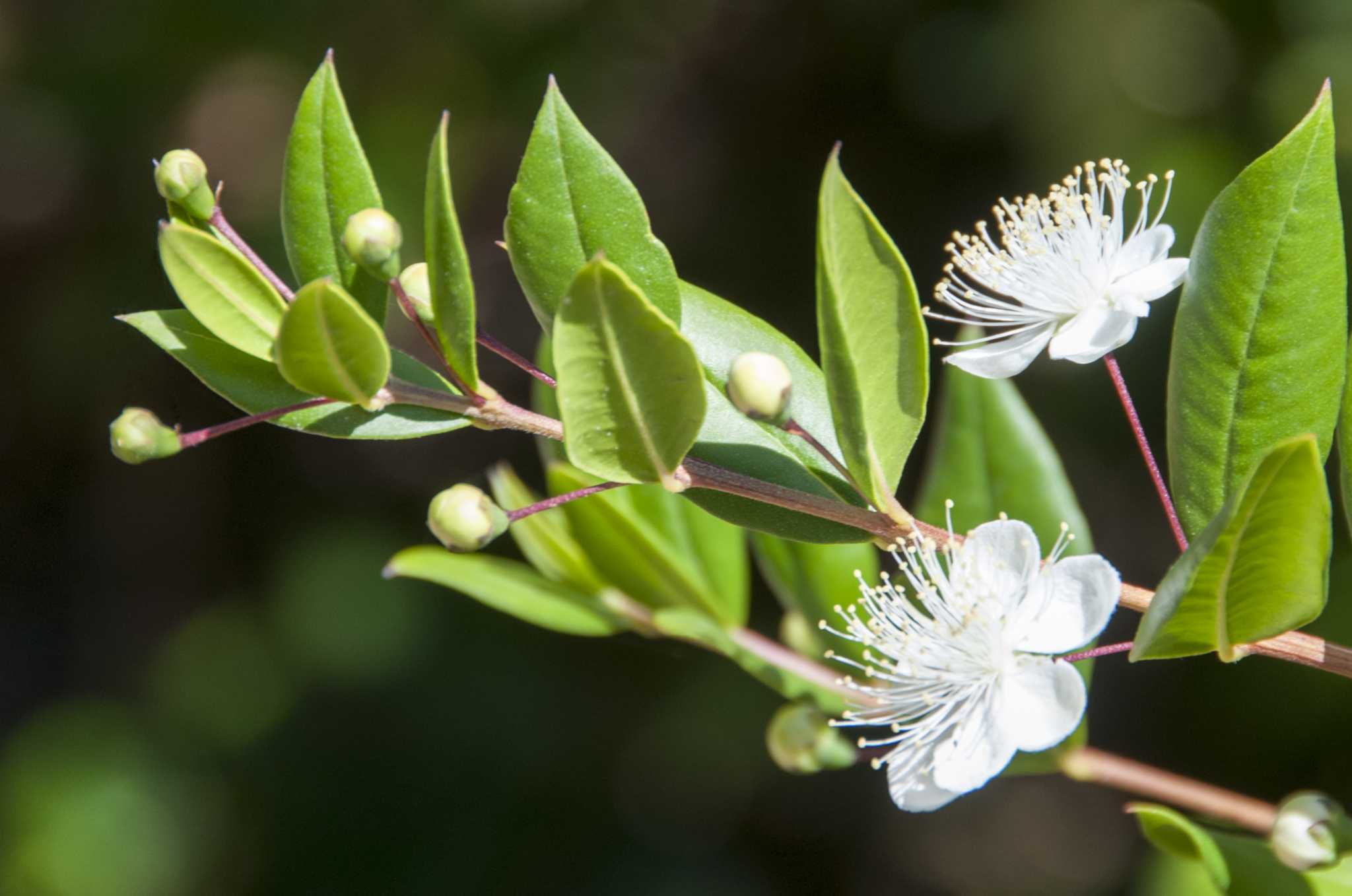When Is the Best Time to Trim Crape Myrtle Bushes & Trees?