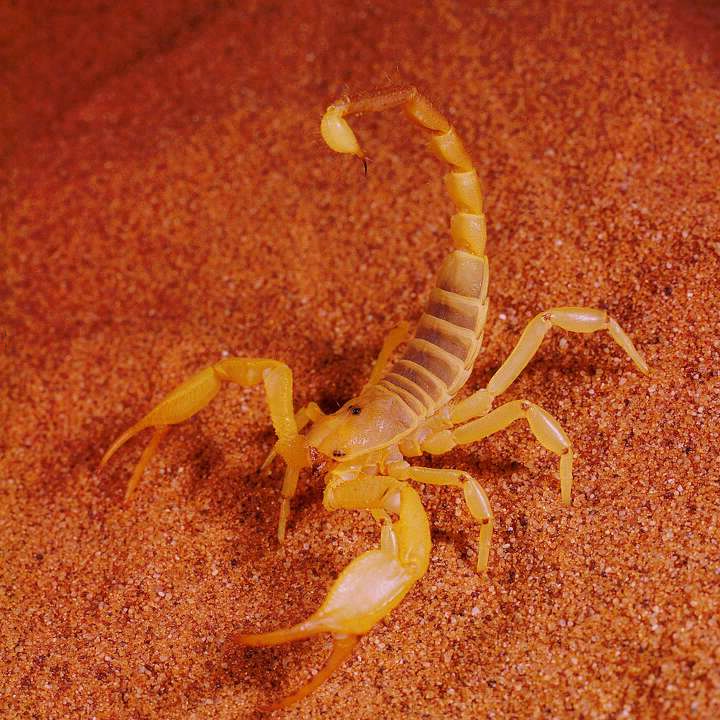 Do Orange Trees Attract Scorpions?