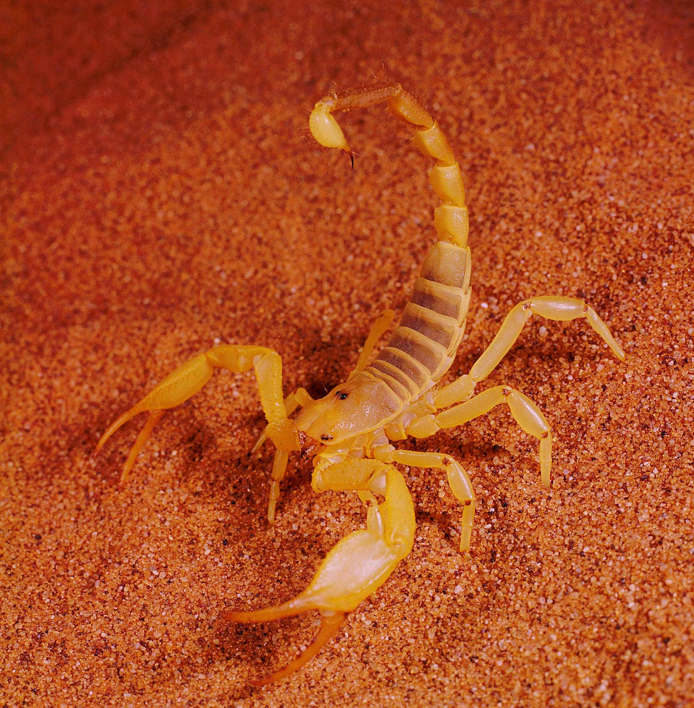 Do Orange Trees Attract Scorpions?