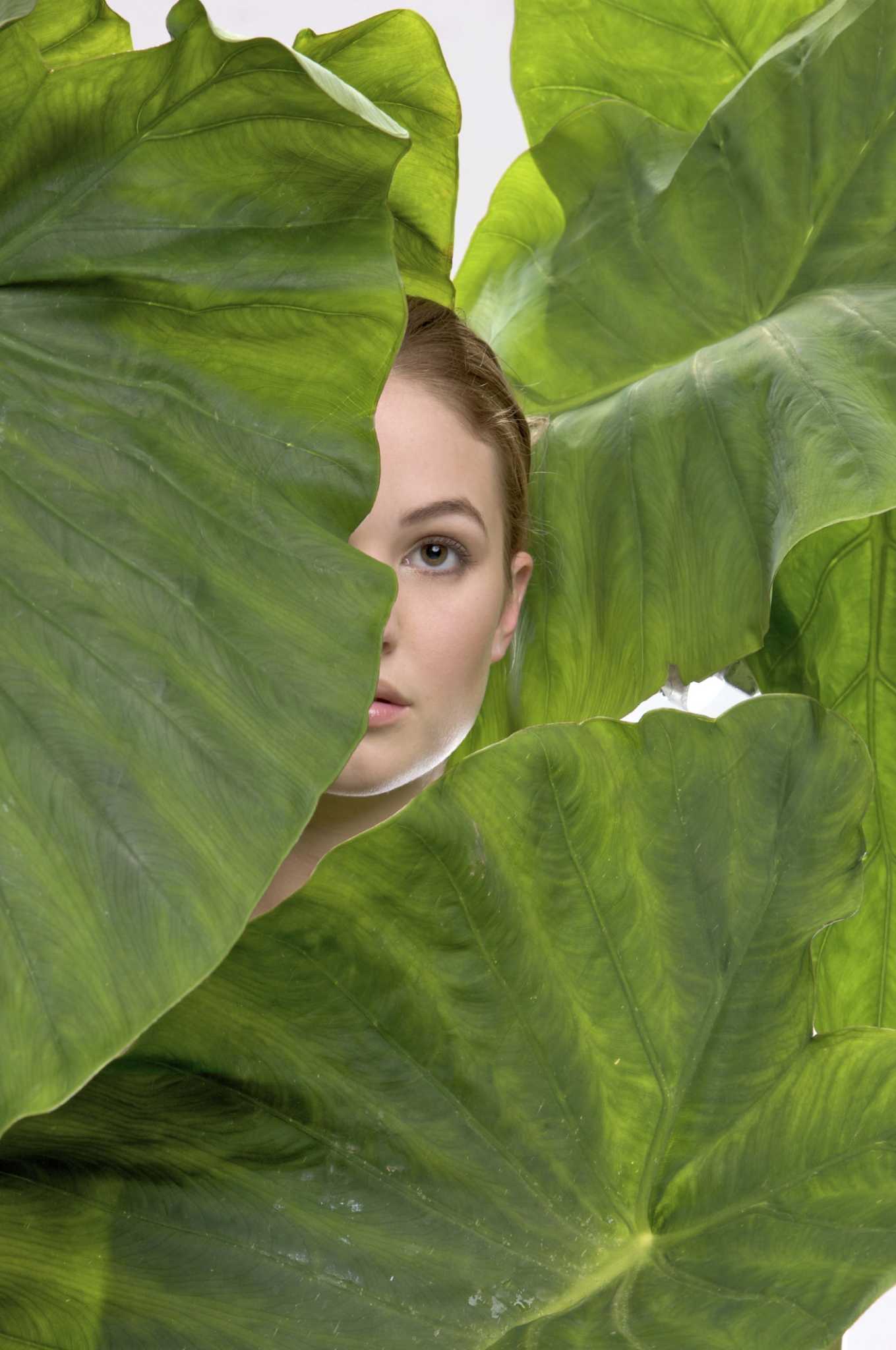 What Time of the Year Do Elephant Ears Start Sprouting Out of the Ground?