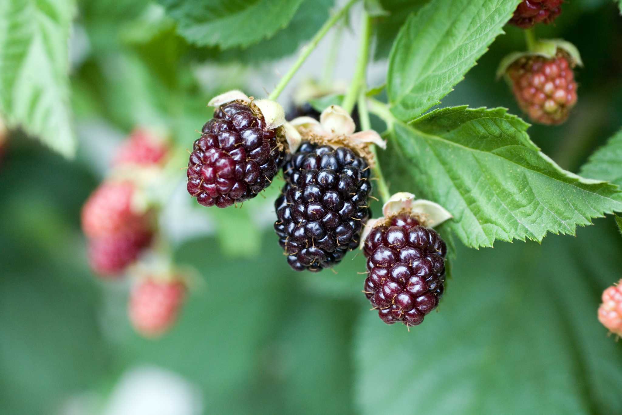 The Best Time of Year to Trim Blackberry Vines