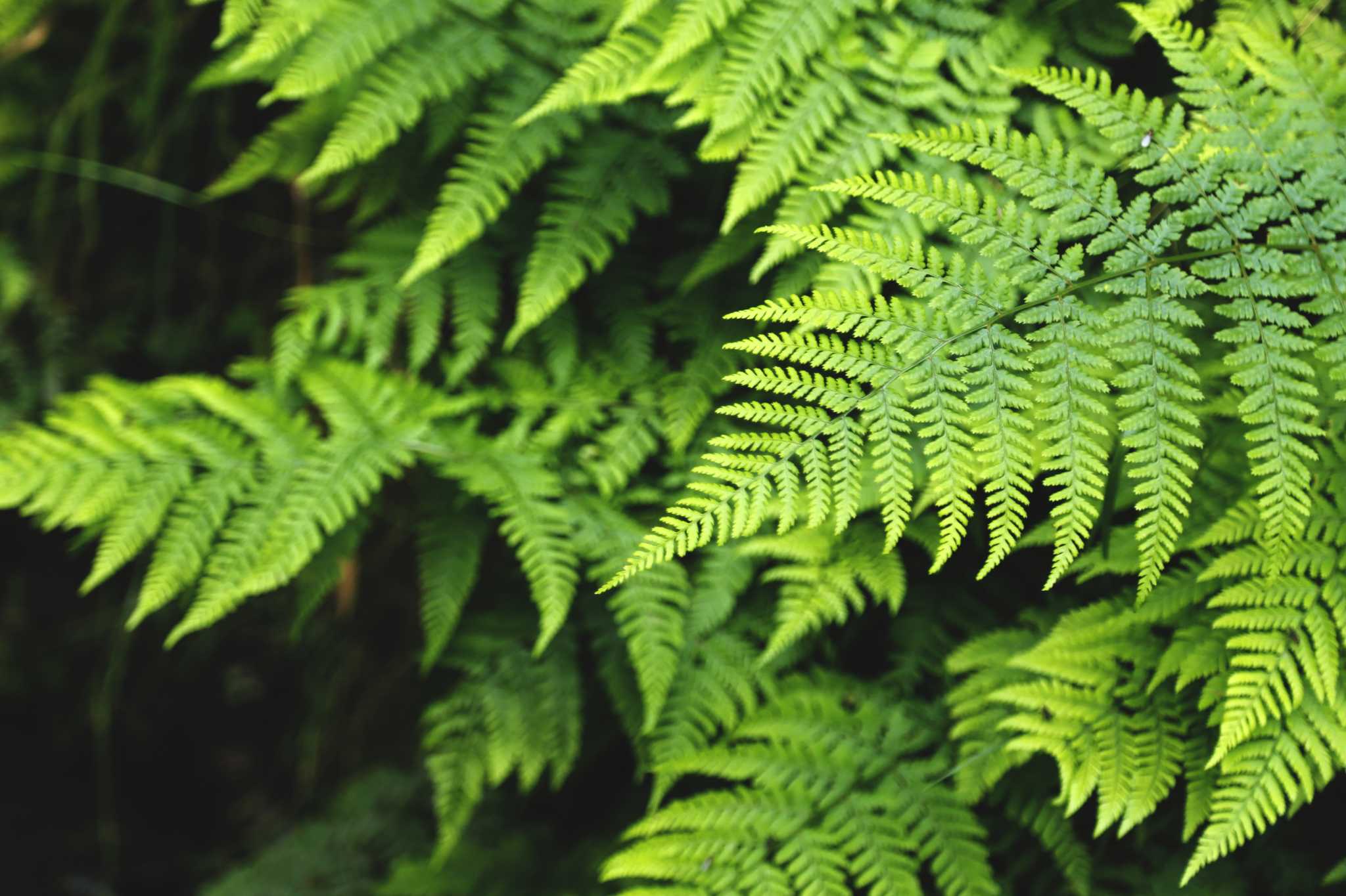 What Are the Tiny Dots on the Underside of a Fern?