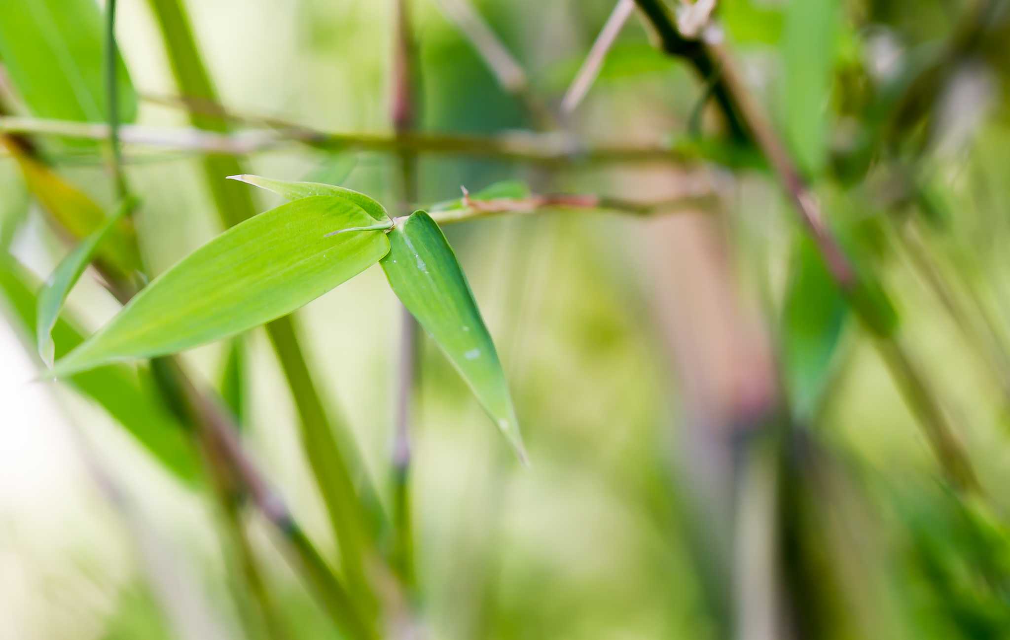 Tips on Bamboo Leaves Turning Brown