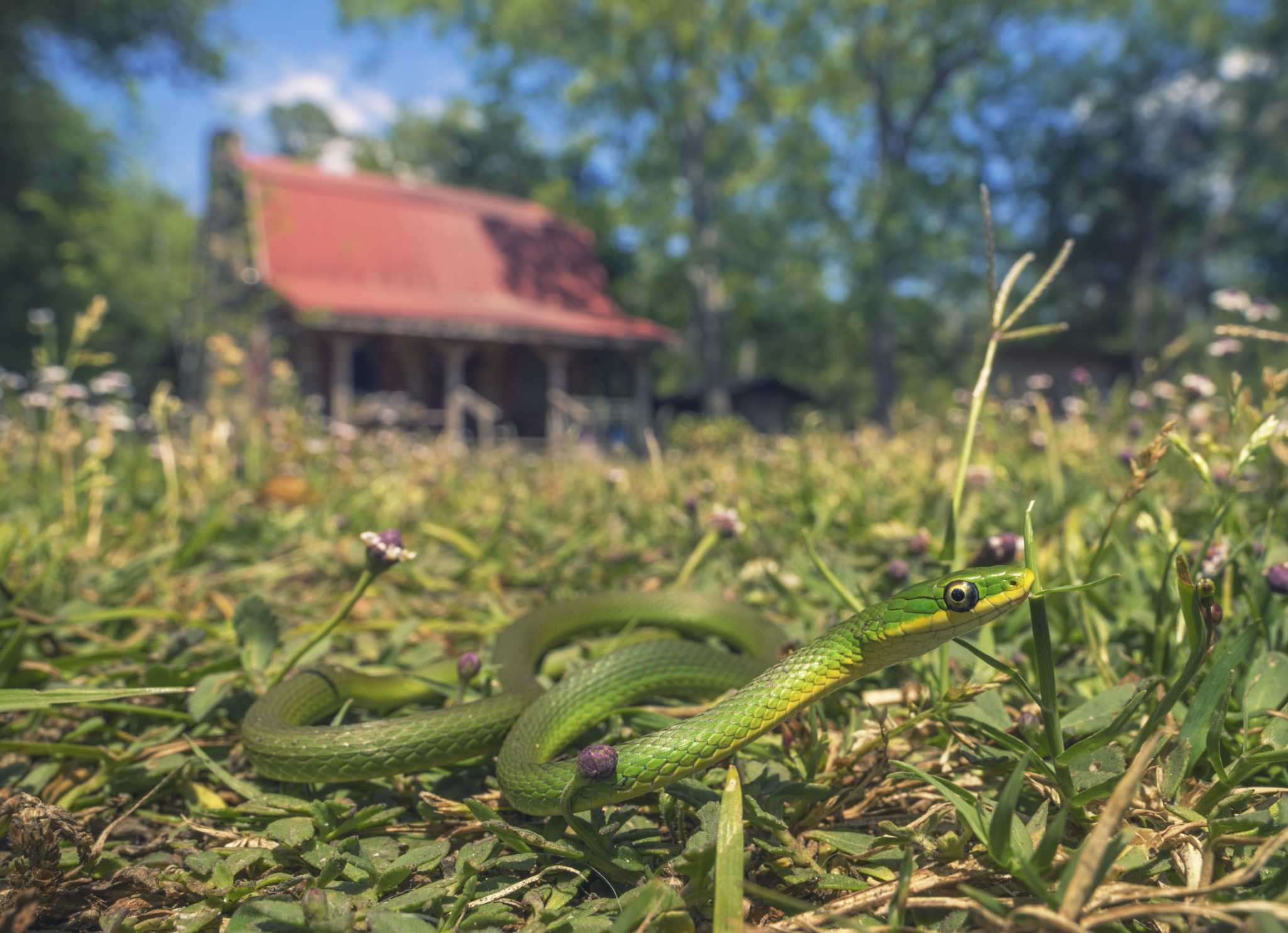 Organic Way to Repel Snakes