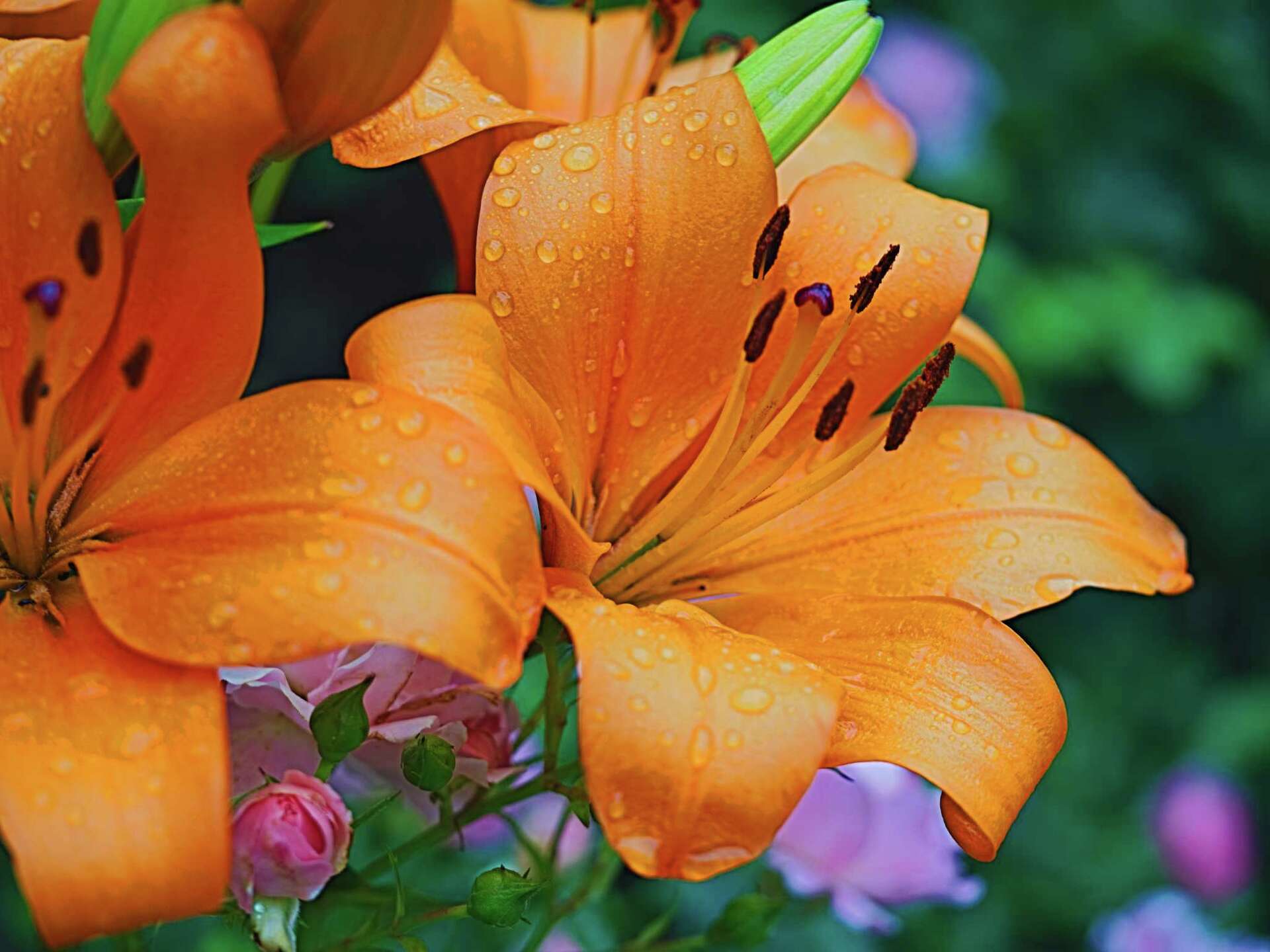 Outdoor Plants That Are Poisonous to Humans: Lilies