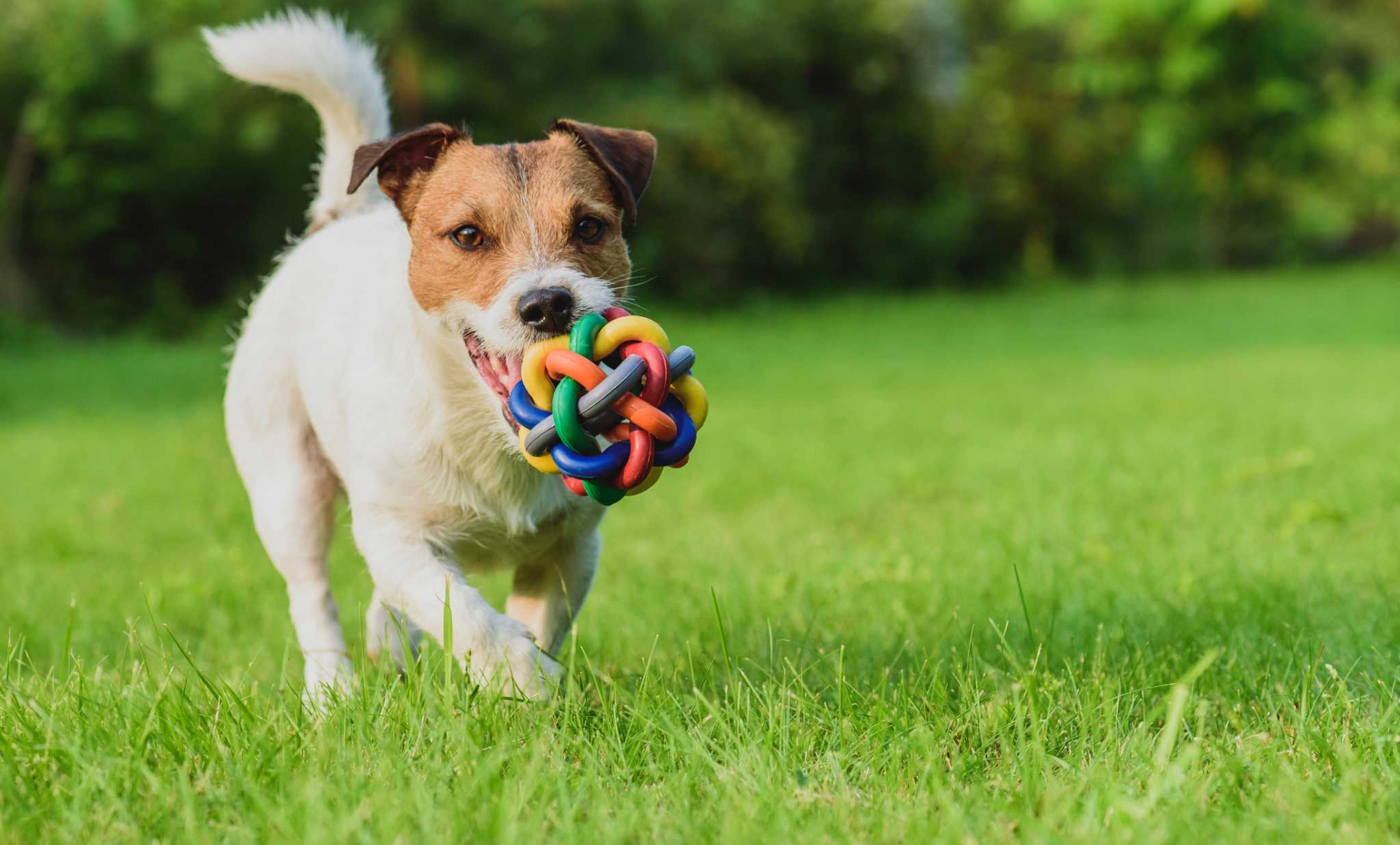 Outdoor Yard Bug Sprays That Are Safe for Pets