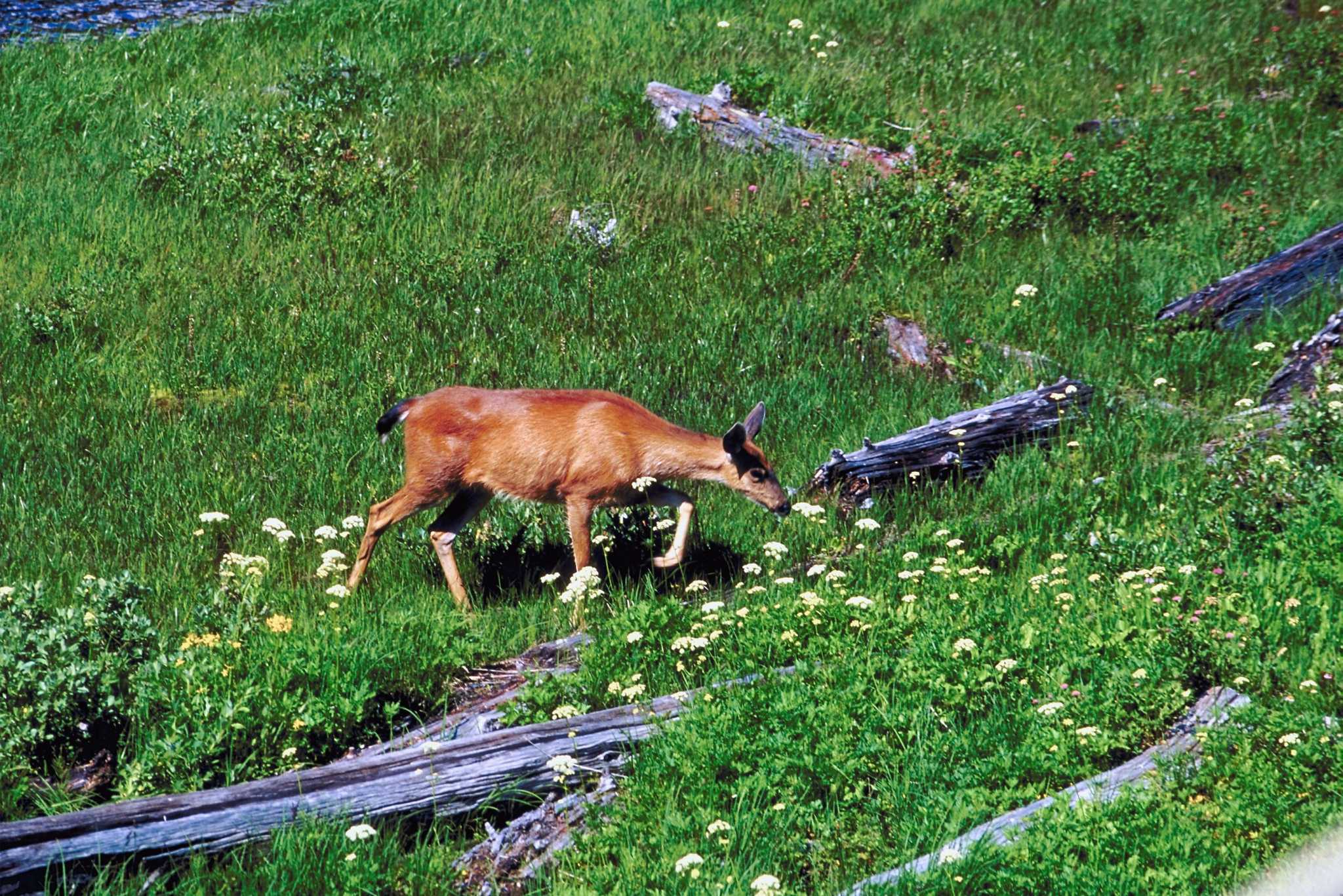 Tips to Stop Deer from Eating Ivy
