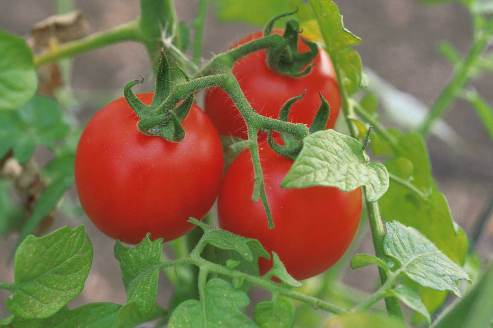 Will Tomatoes Grow Twice in a Season?