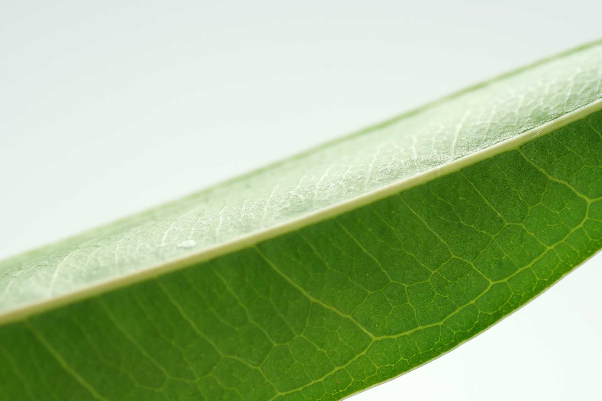 Overwatering or Underwatering Ficus Alii