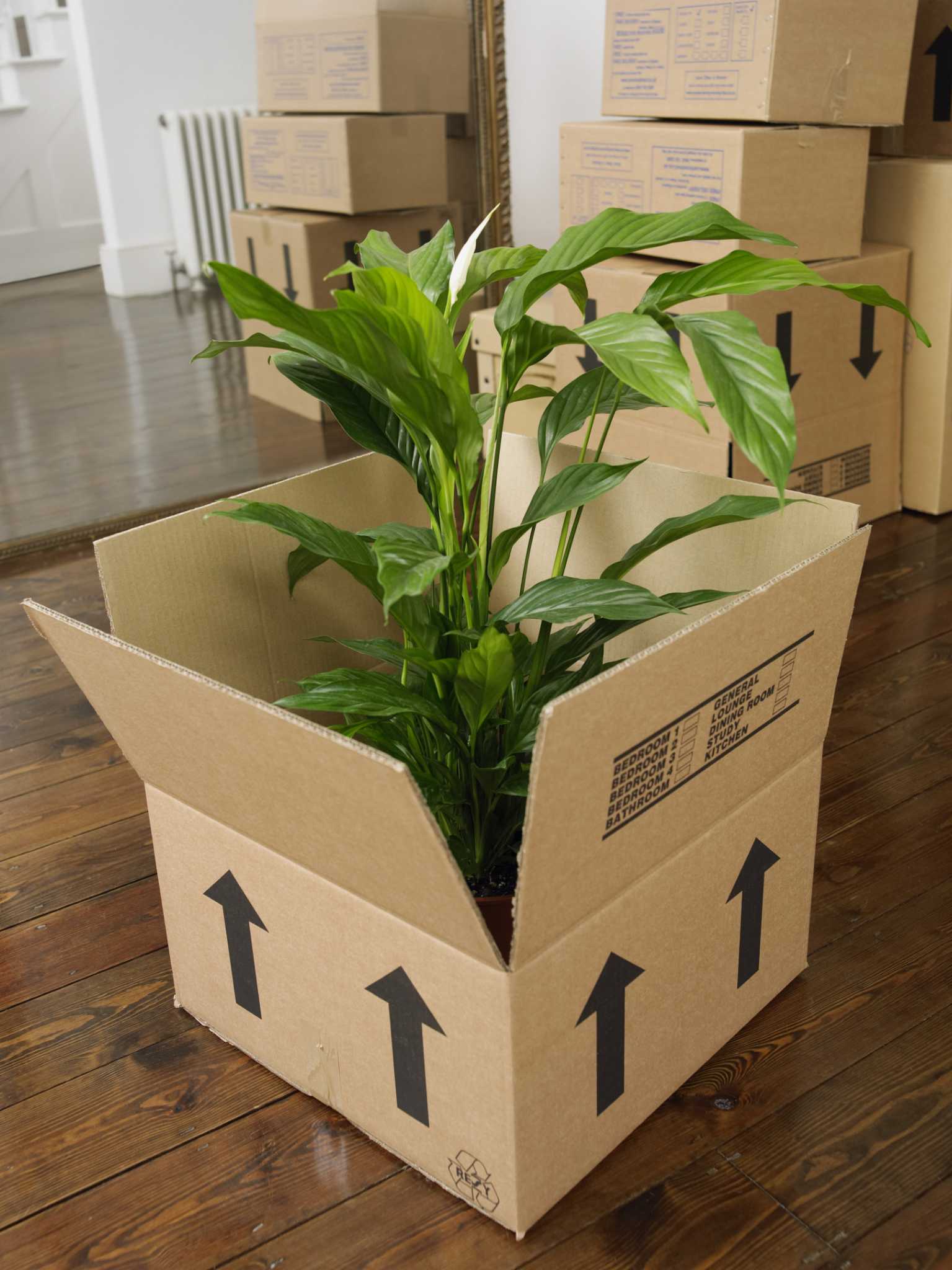 How to Pack Plants for Moving