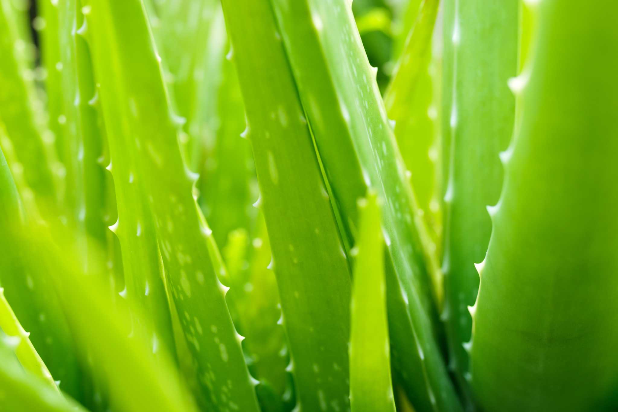 Aloe Cold Tolerance: What Temperatures Can Aloe Survive?