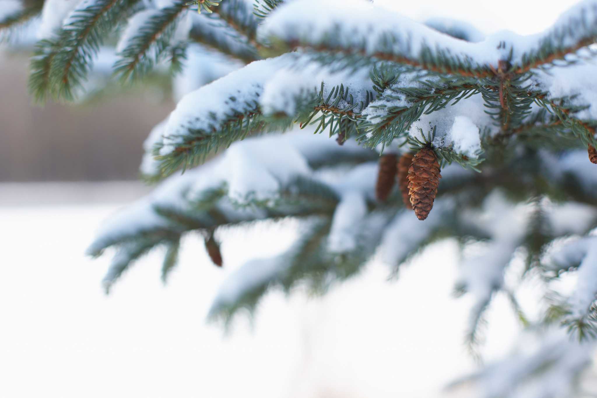 Spruce Serbian Weeping  Beyond the House – Beyond the House Inc.