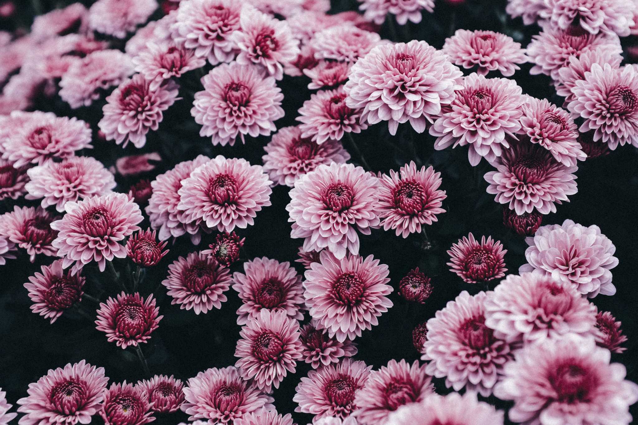 How To Transplant Garden Mums From Pots Into The Ground   RawImage 