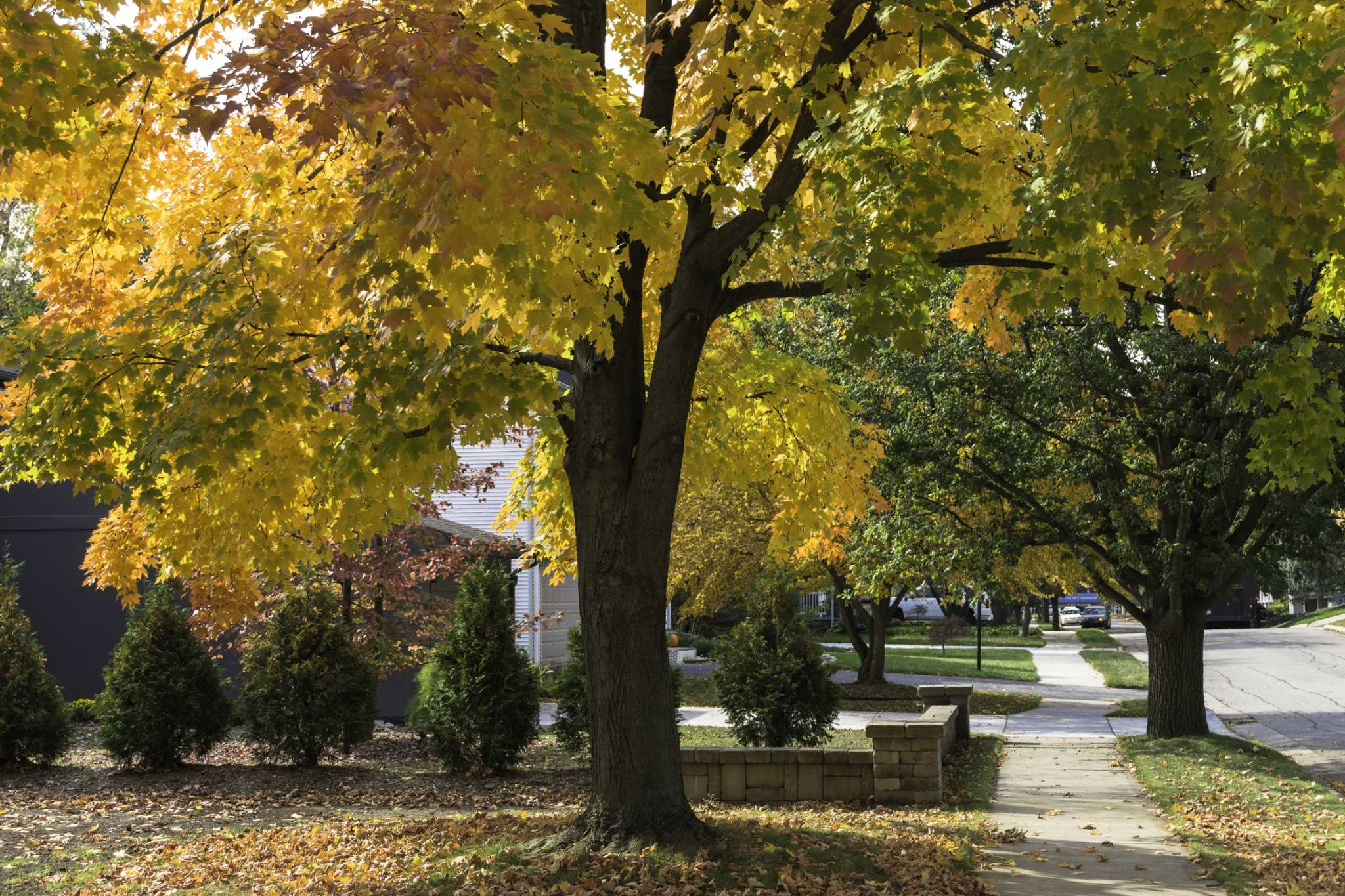 How to Transplant Maple Trees